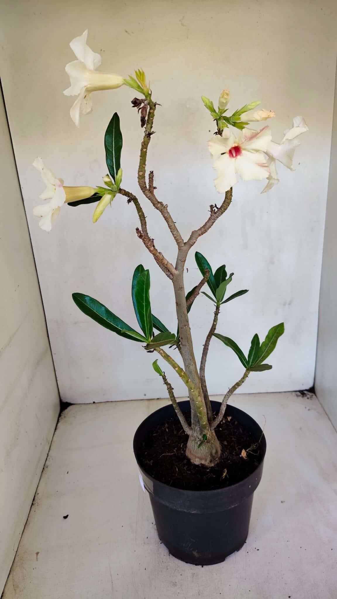 Planta Simples 3048 – 45cm – 03 anos