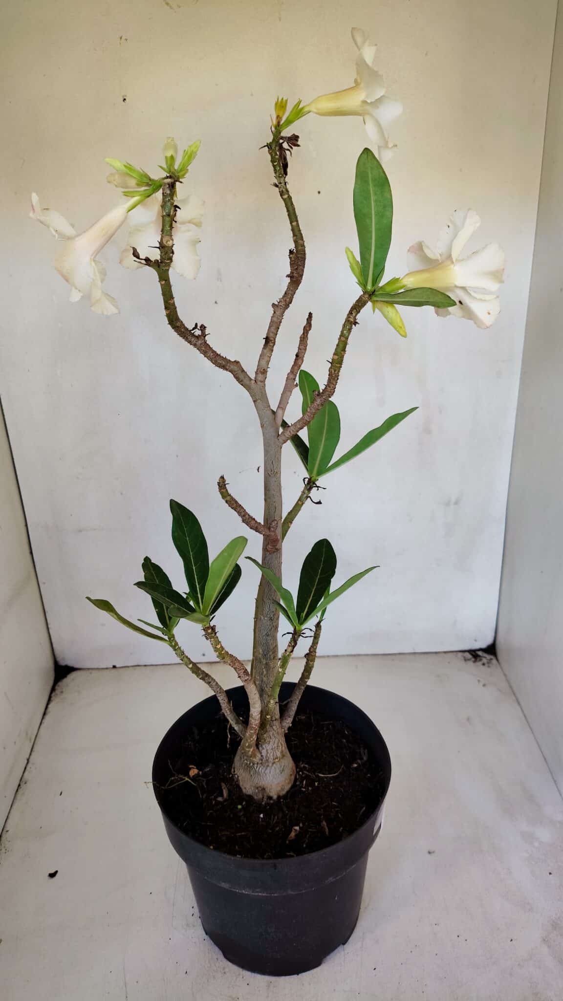 Planta Simples 3048 – 45cm – 03 anos