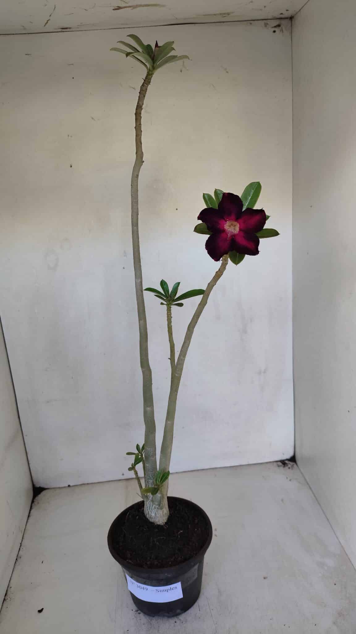 Planta Simples 3049 – 35cm – 03 anos