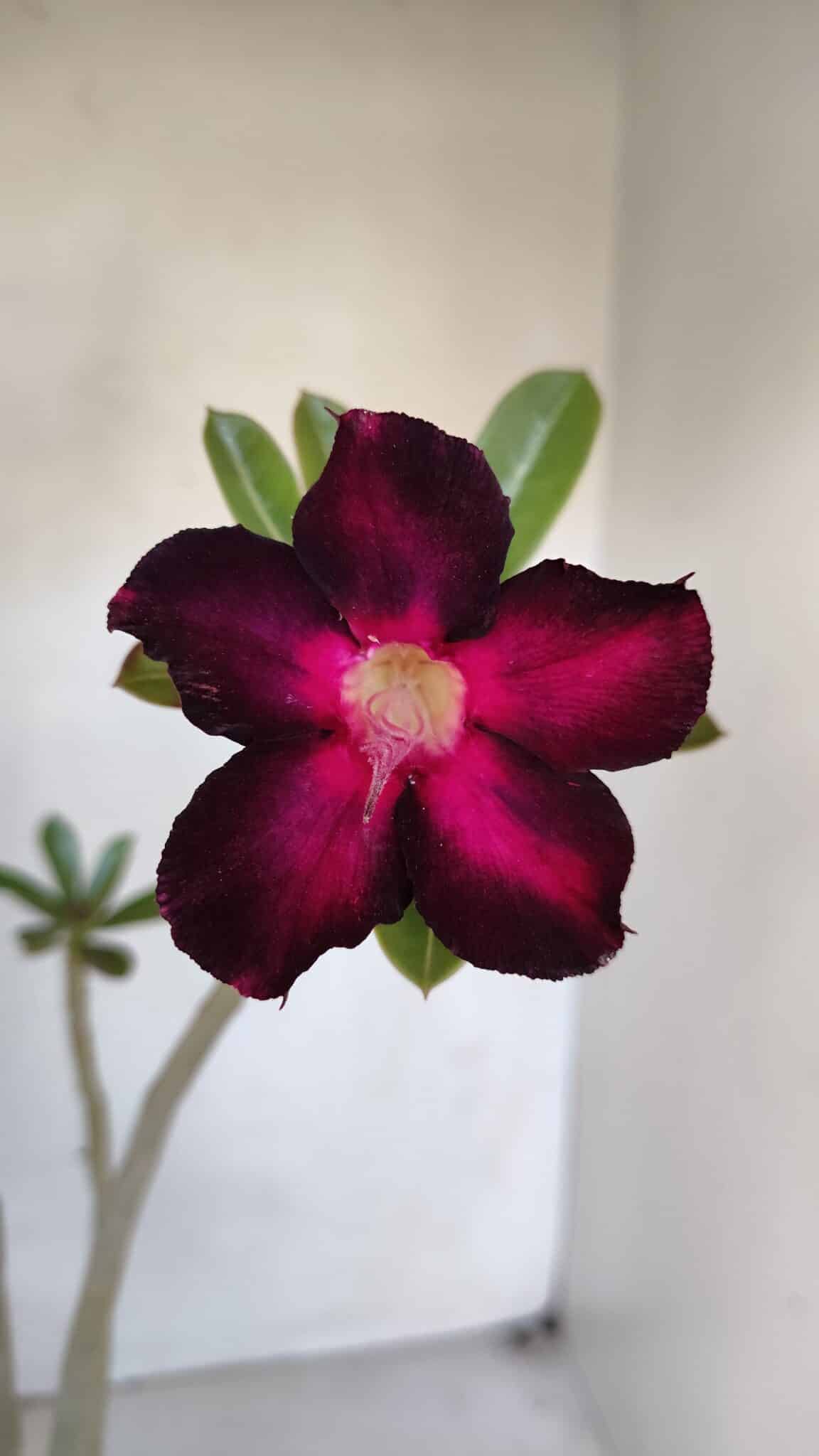 Planta Simples 3049 – 35cm – 03 anos