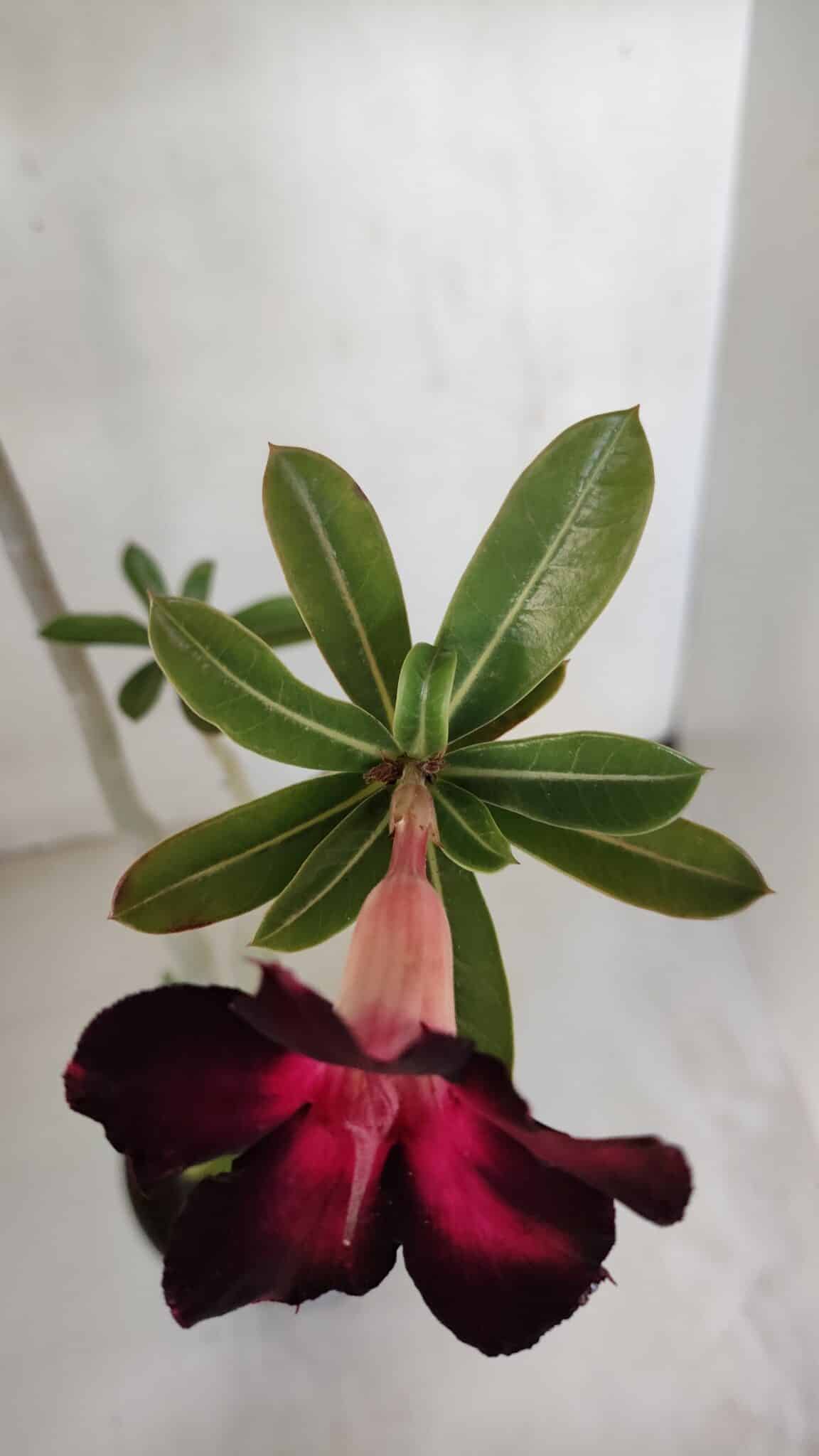 Planta Simples 3049 – 35cm – 03 anos
