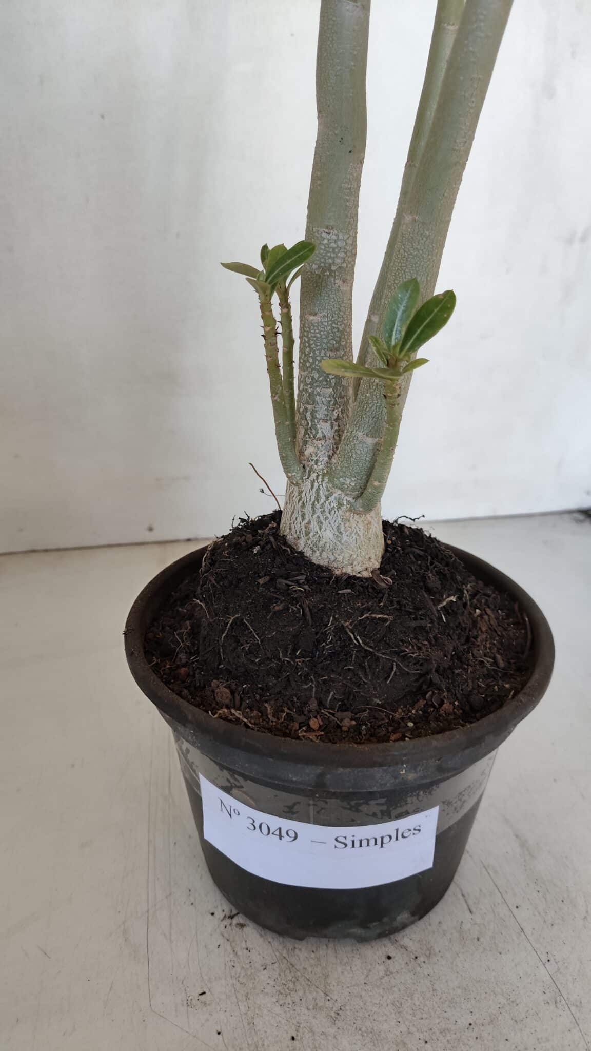 Planta Simples 3049 – 35cm – 03 anos