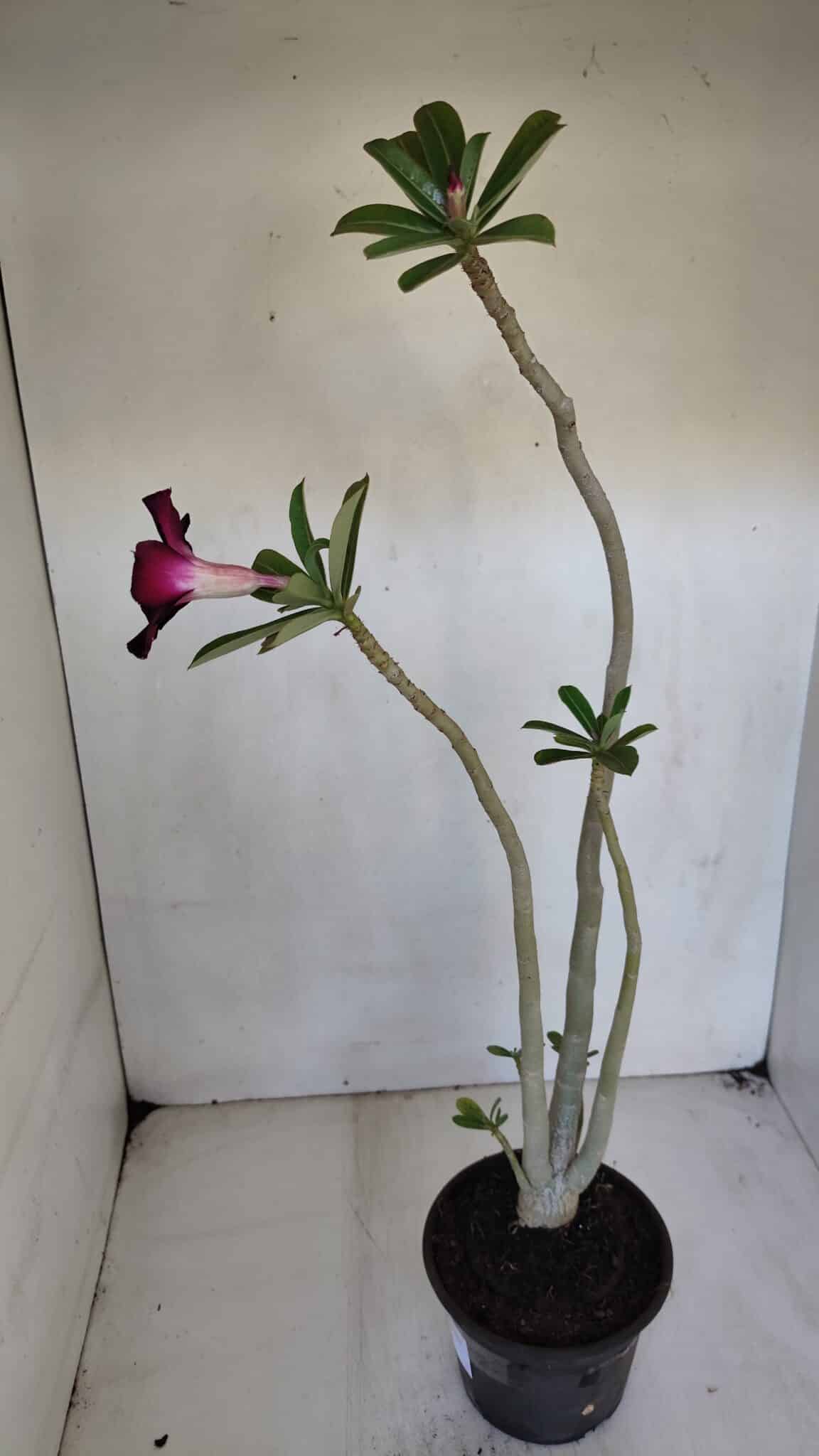 Planta Simples 3049 – 35cm – 03 anos