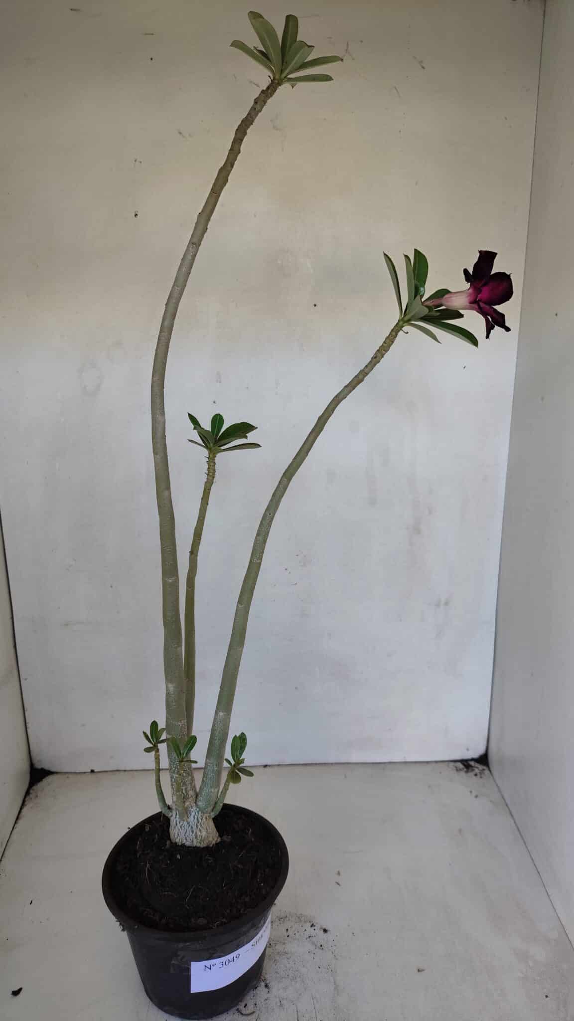Planta Simples 3049 – 35cm – 03 anos