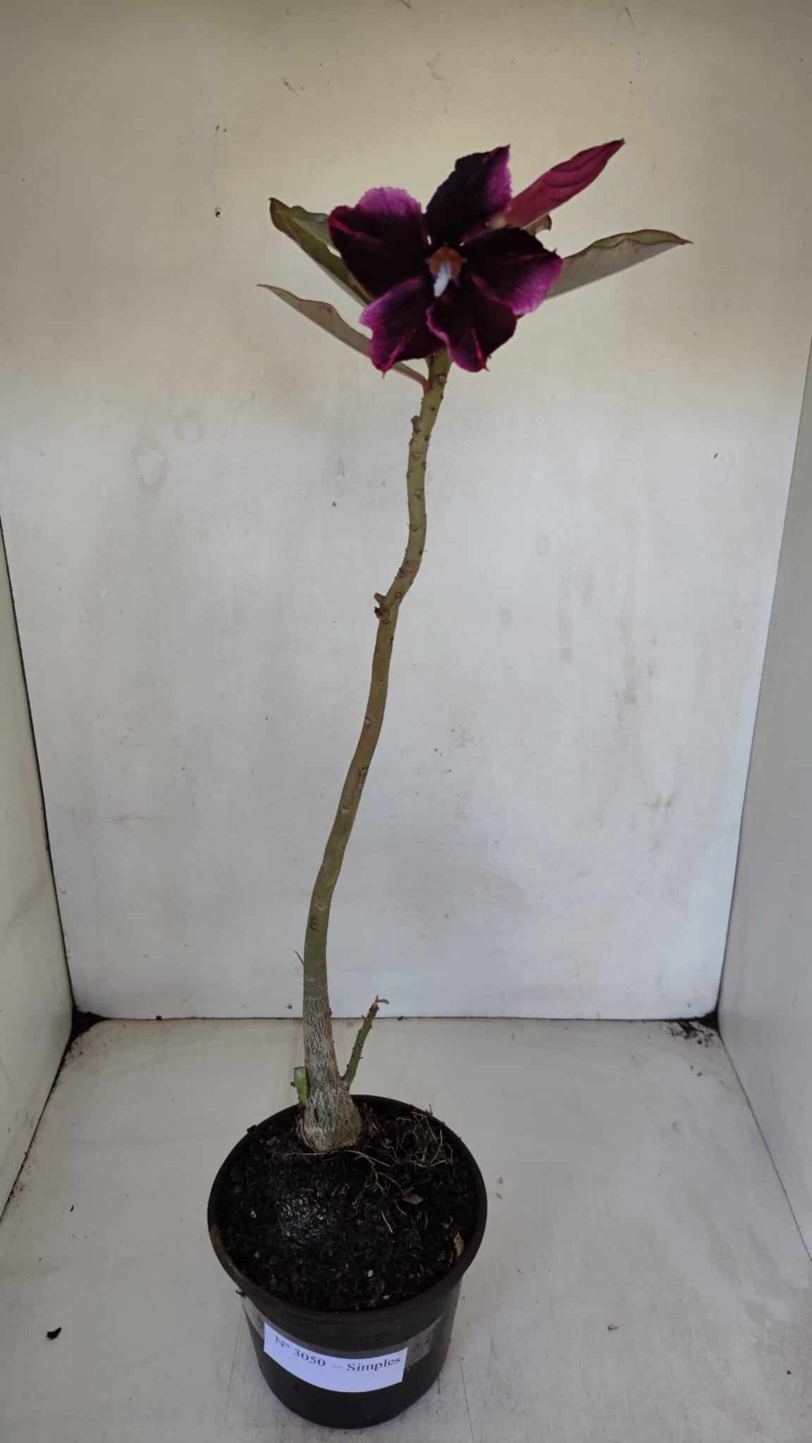 Planta Simples 3050 – 35cm – 03 anos - imagem 2