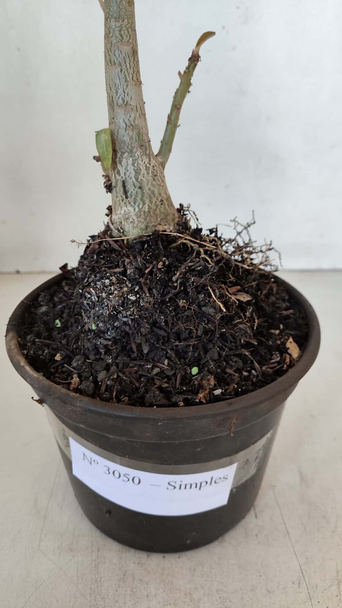 Planta Simples 3050 – 35cm – 03 anos - imagem 7