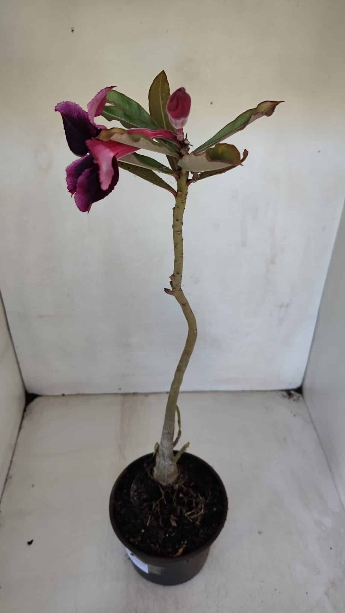 Planta Simples 3050 – 35cm – 03 anos - imagem 6