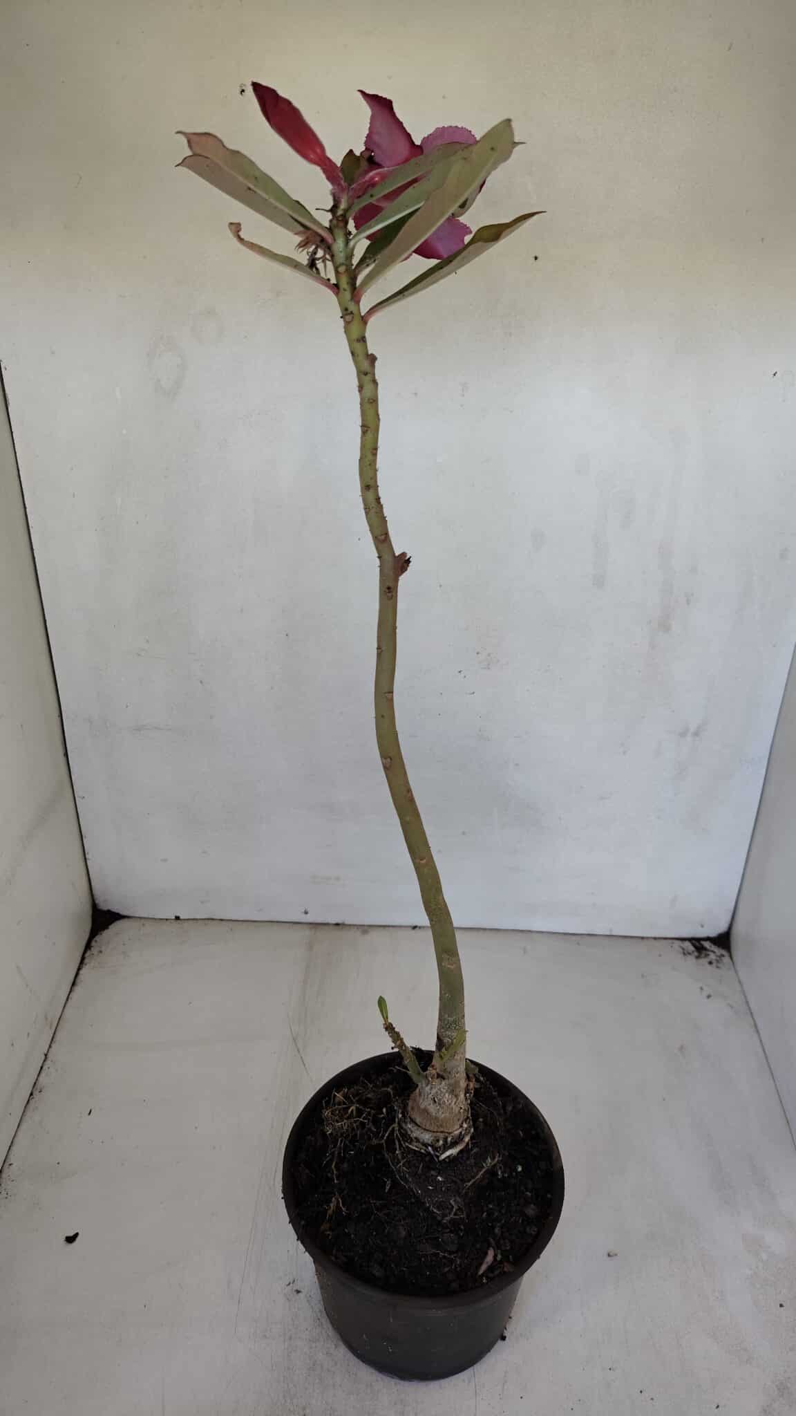Planta Simples 3050 – 35cm – 03 anos - imagem 5