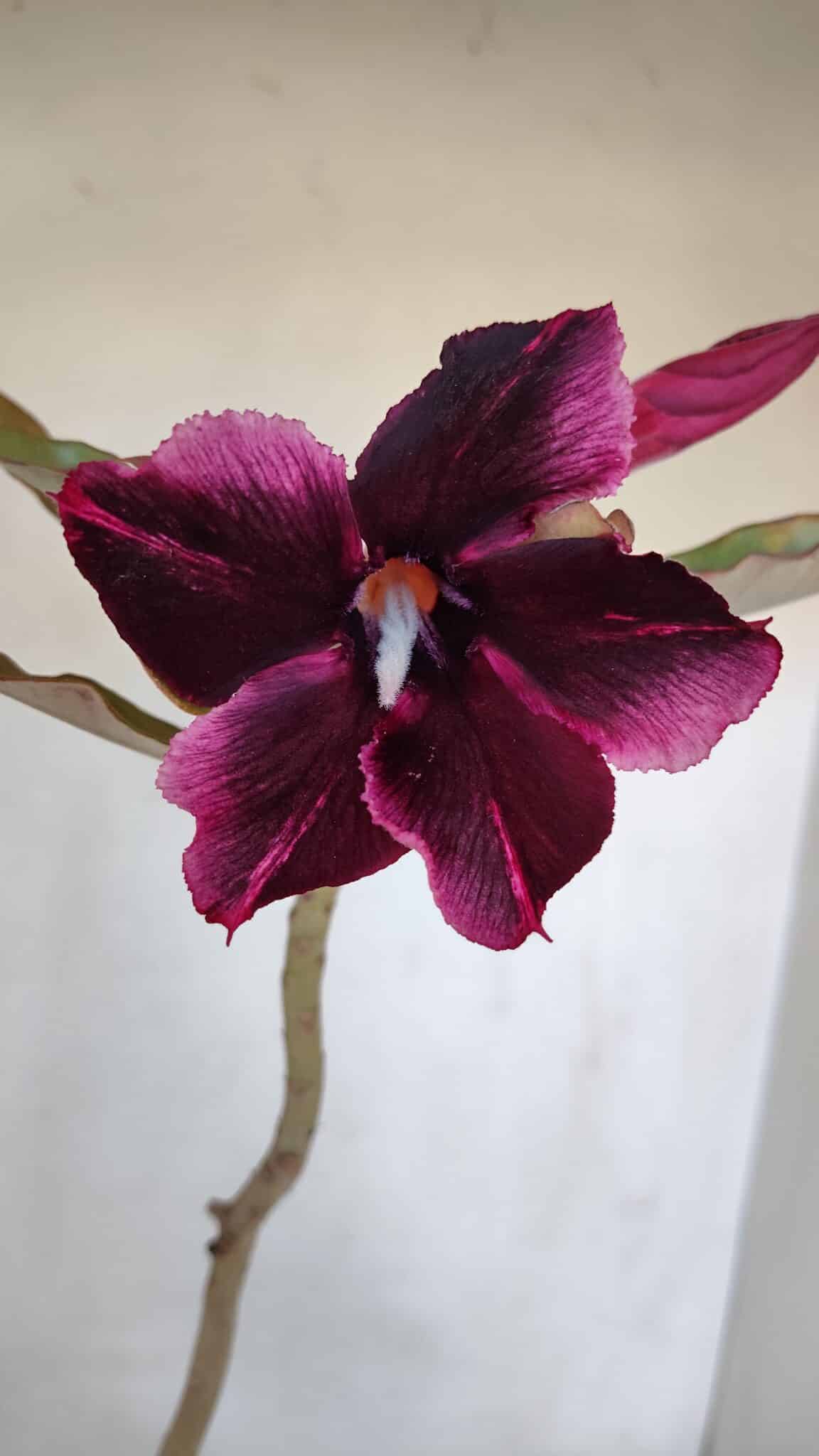 Planta Simples 3050 – 35cm – 03 anos - imagem 3