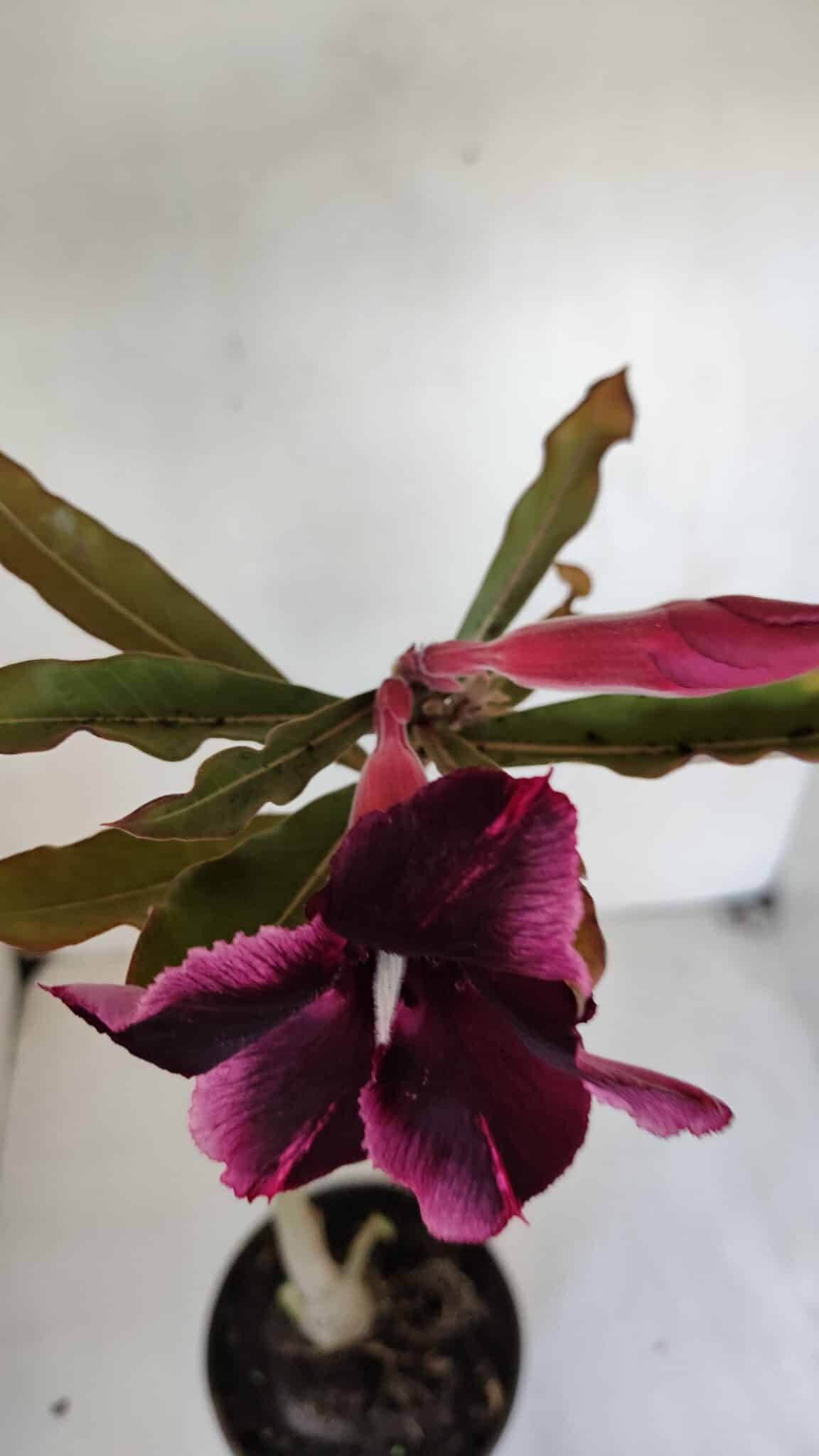 Planta Simples 3050 – 35cm – 03 anos - imagem 4