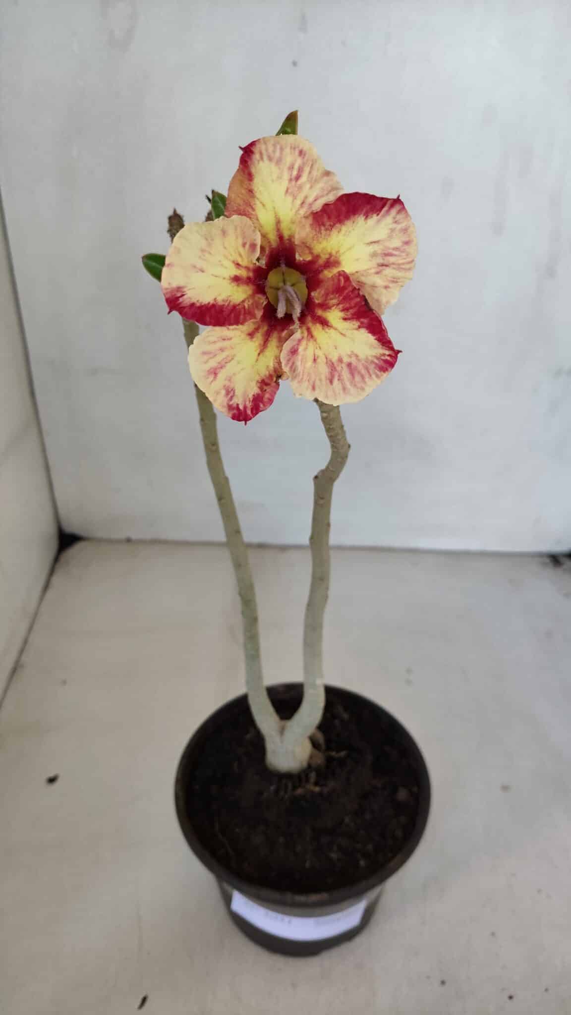 Planta Simples 3051 – 30cm – 01 ano