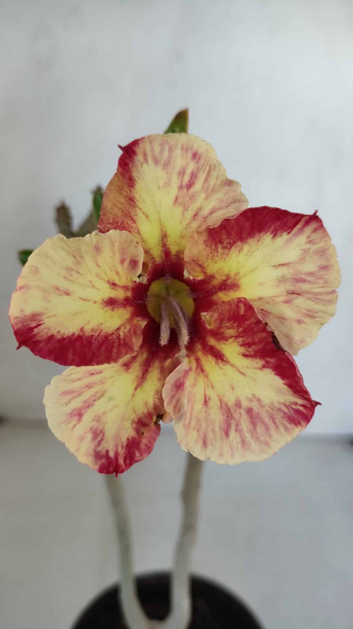 Planta Simples 3051 – 30cm – 01 ano