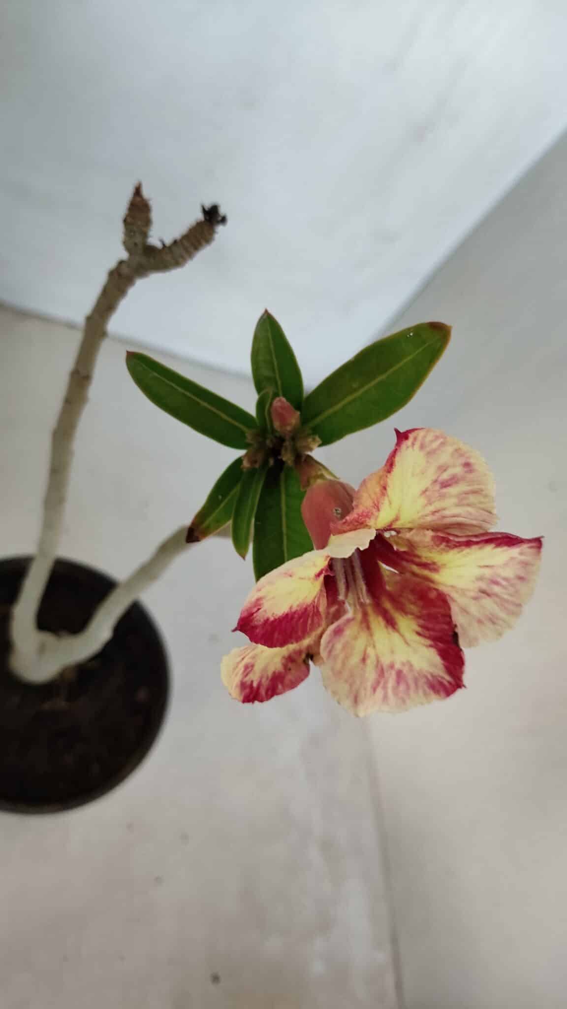 Planta Simples 3051 – 30cm – 01 ano