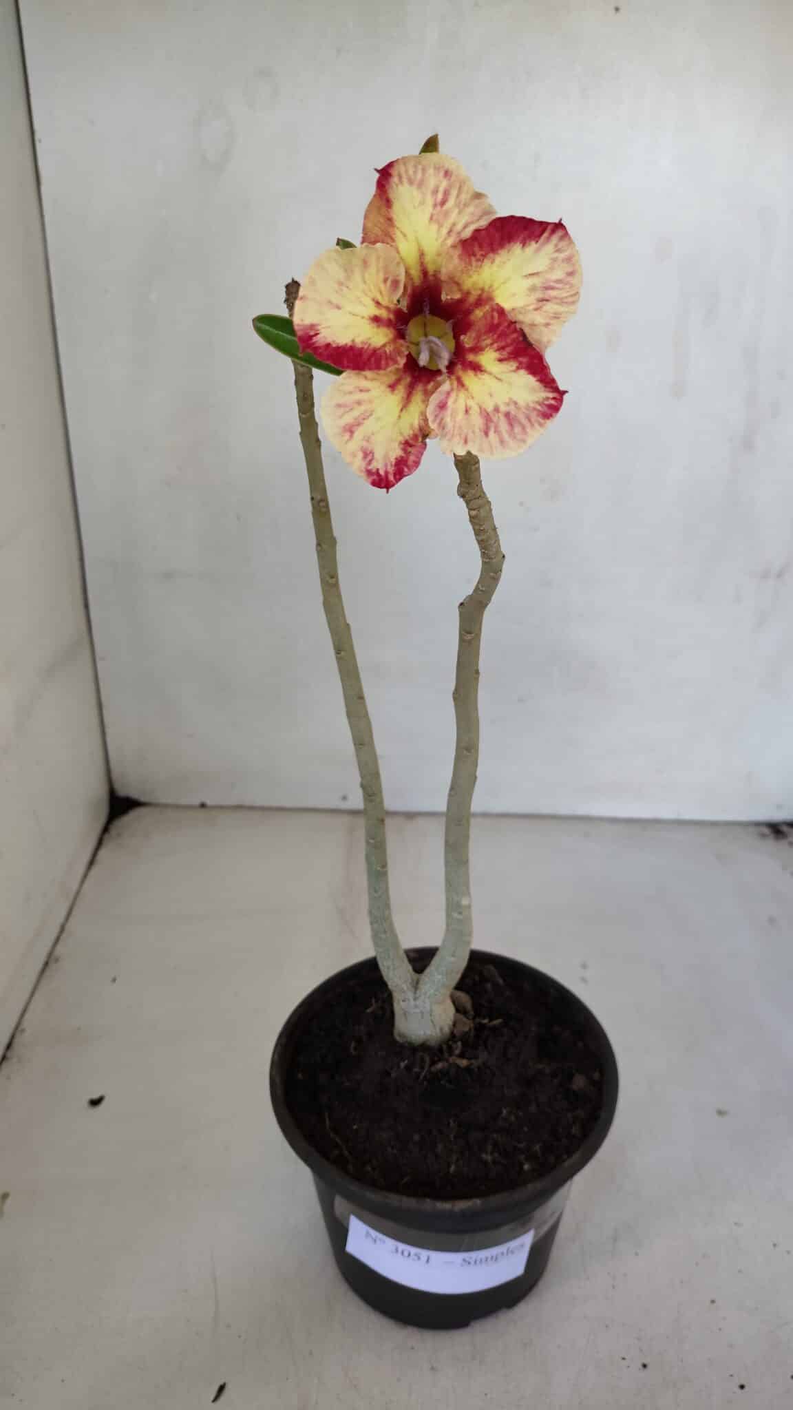 Planta Simples 3051 – 30cm – 01 ano