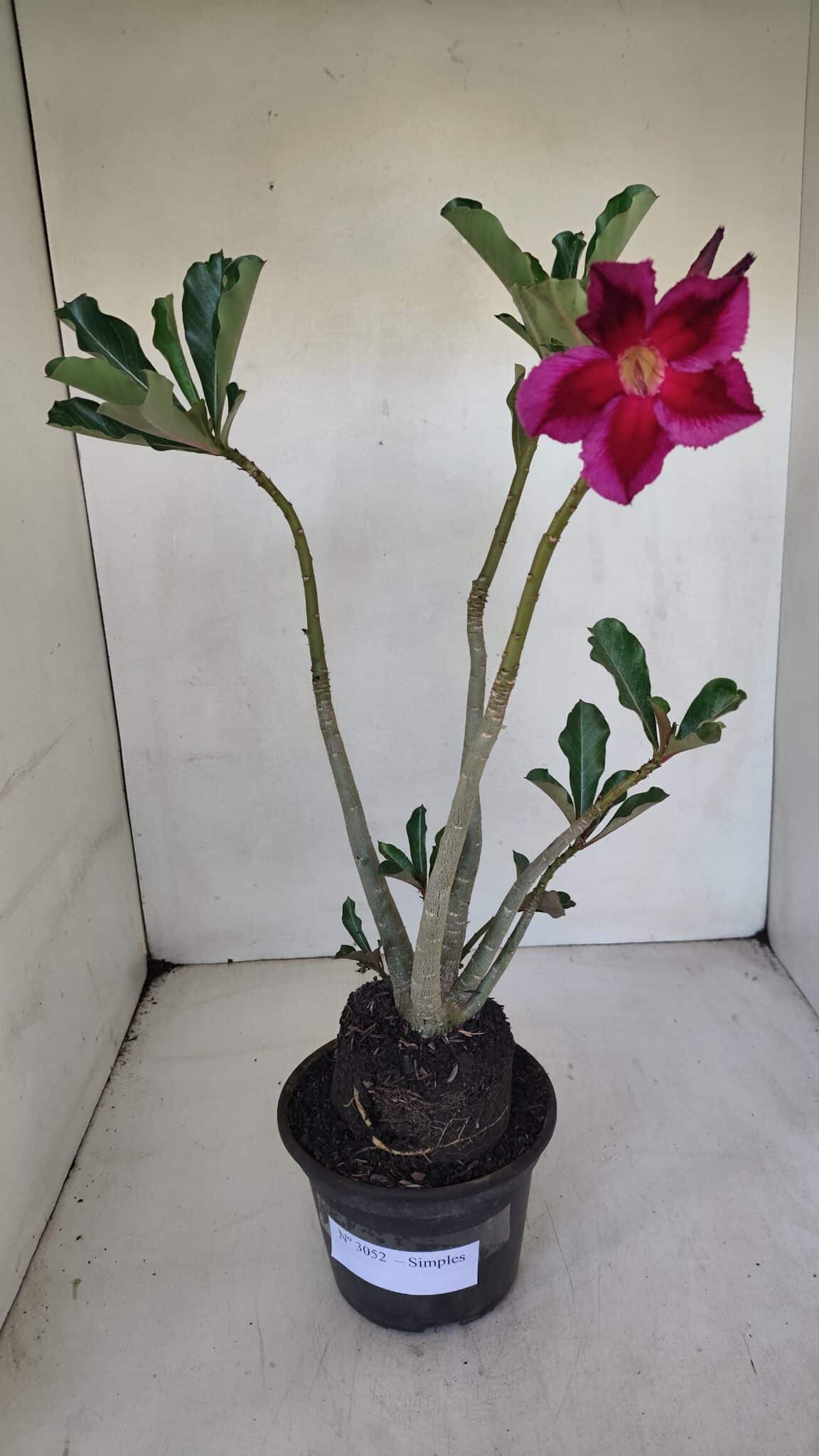 Planta Simples 3052 – 35cm – 03 anos