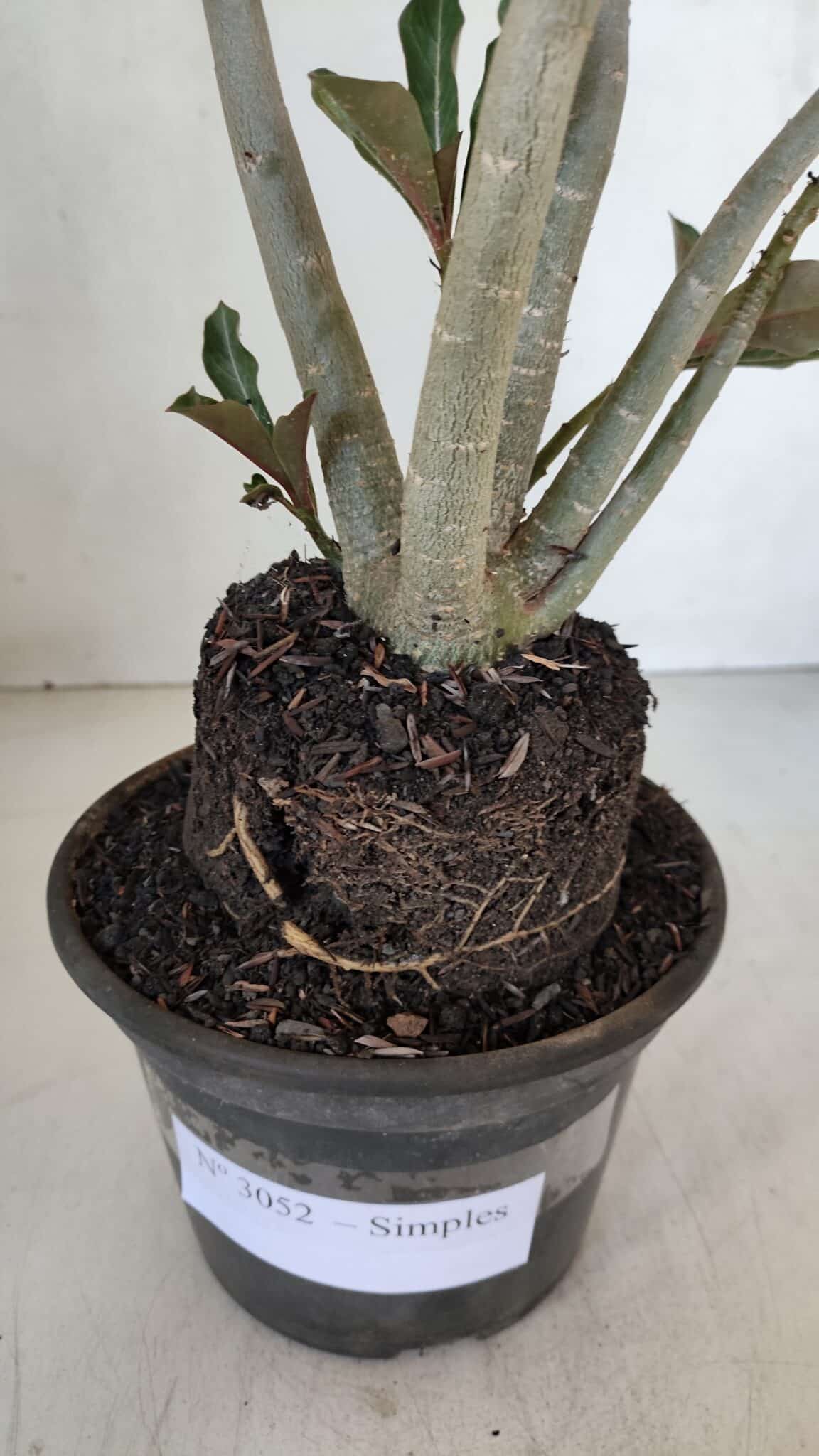 Planta Simples 3052 – 35cm – 03 anos