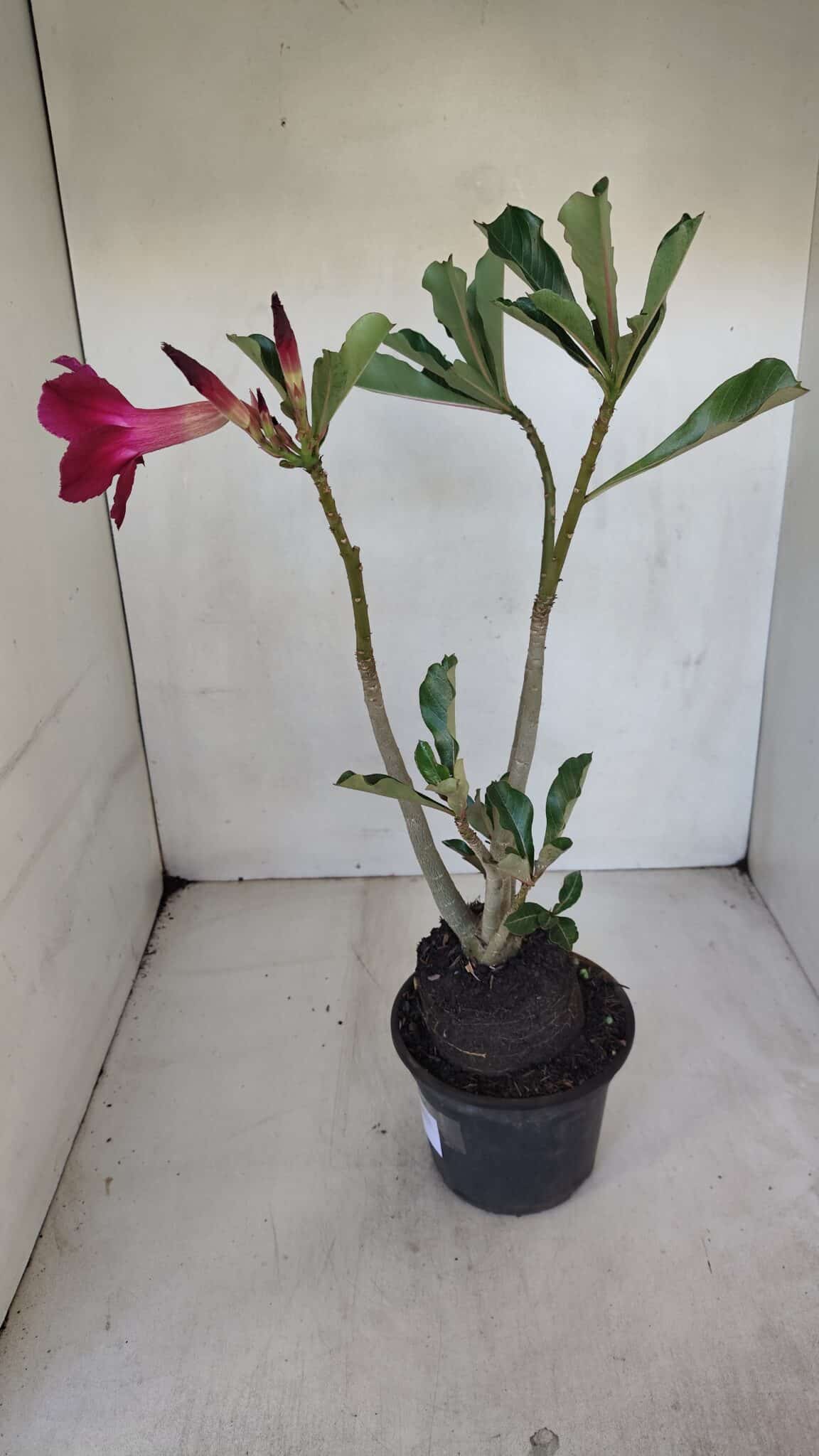 Planta Simples 3052 – 35cm – 03 anos
