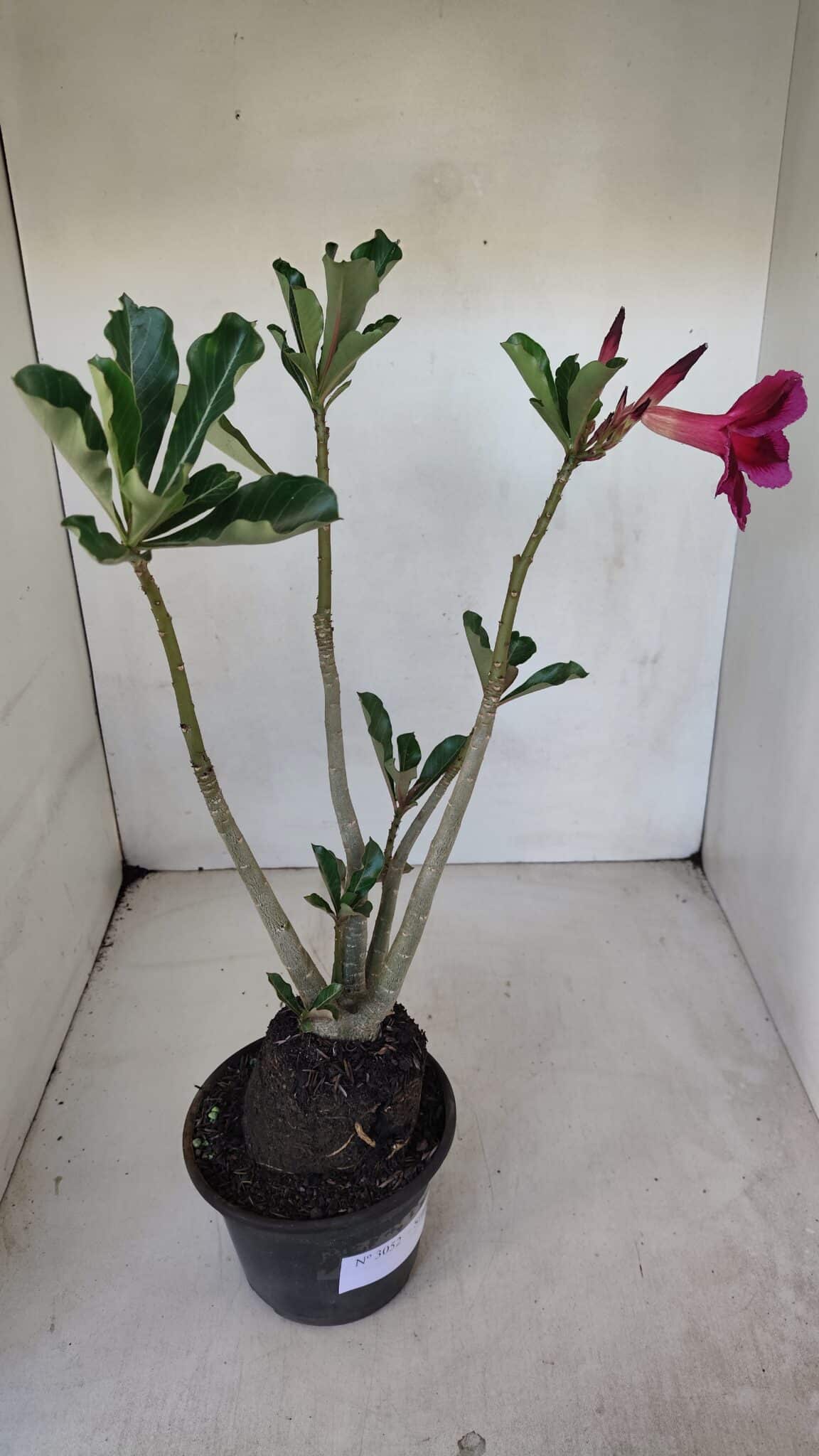 Planta Simples 3052 – 35cm – 03 anos