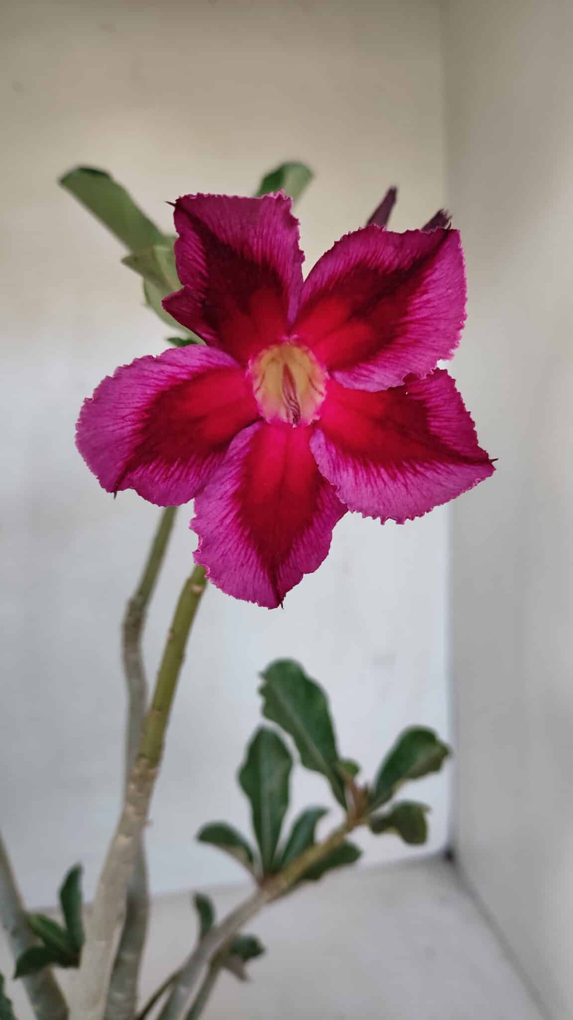 Planta Simples 3052 – 35cm – 03 anos