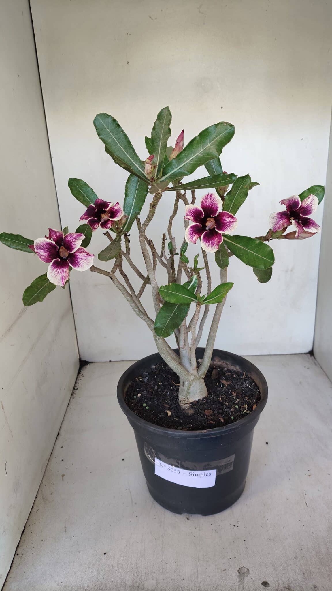 Planta Simples 3053 – 35cm – 03 anos
