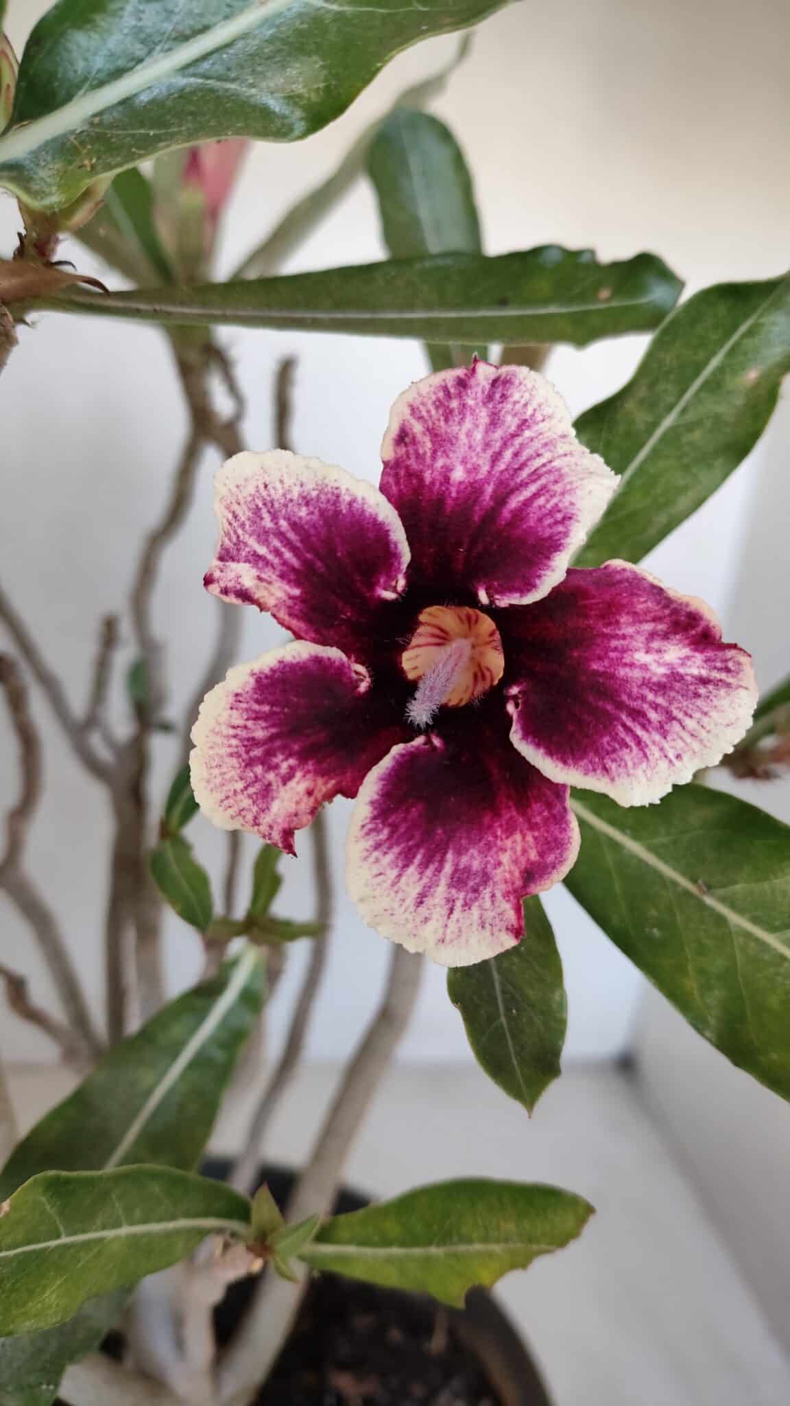 Planta Simples 3053 – 35cm – 03 anos