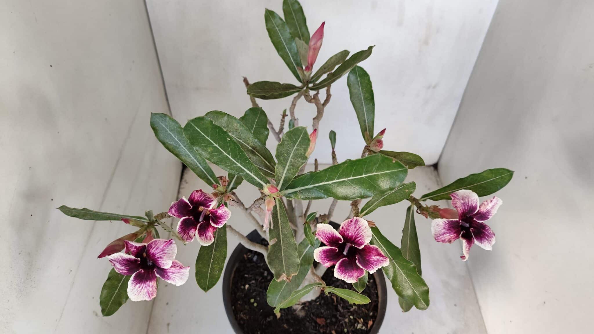 Planta Simples 3053 – 35cm – 03 anos
