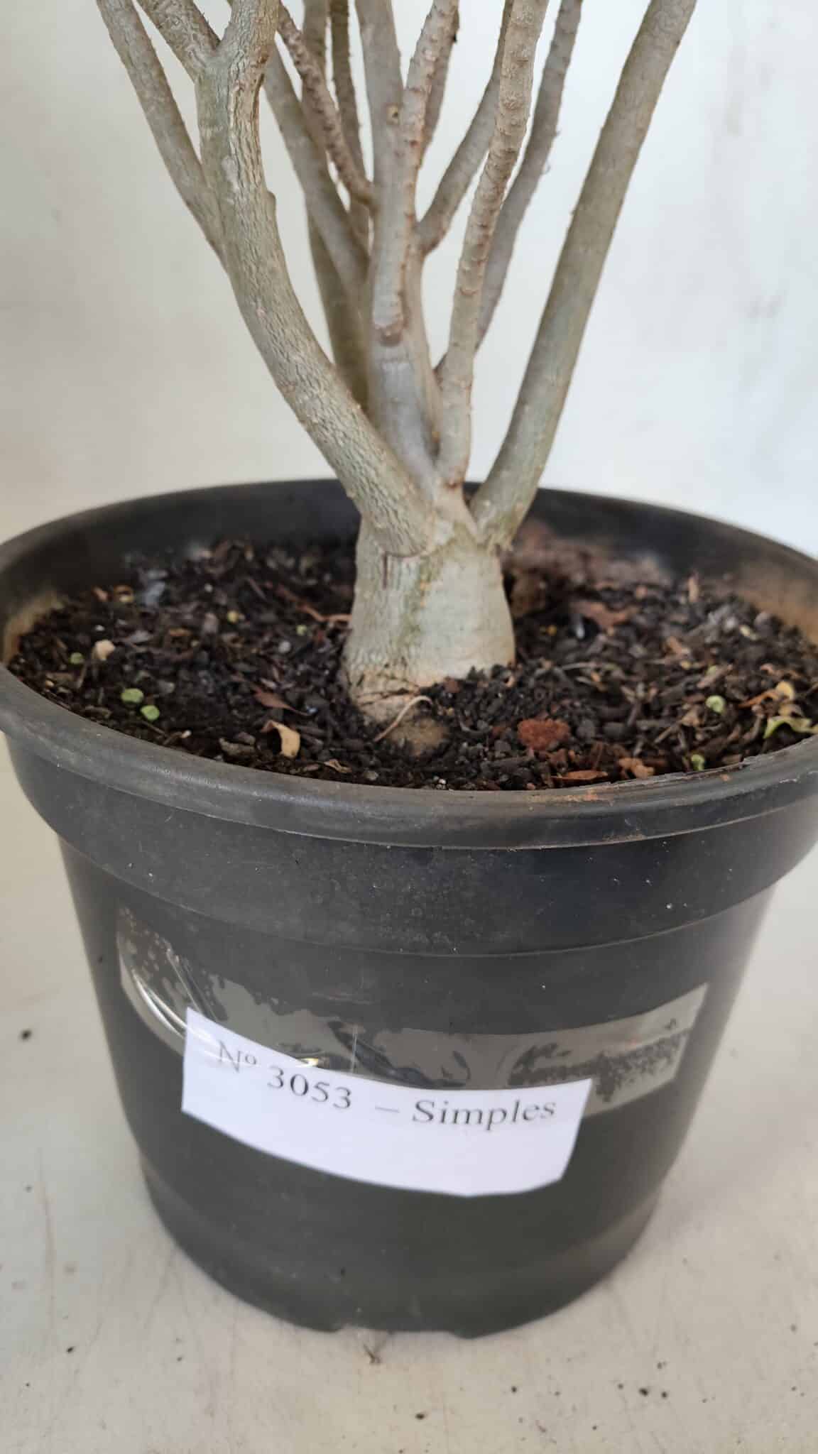 Planta Simples 3053 – 35cm – 03 anos