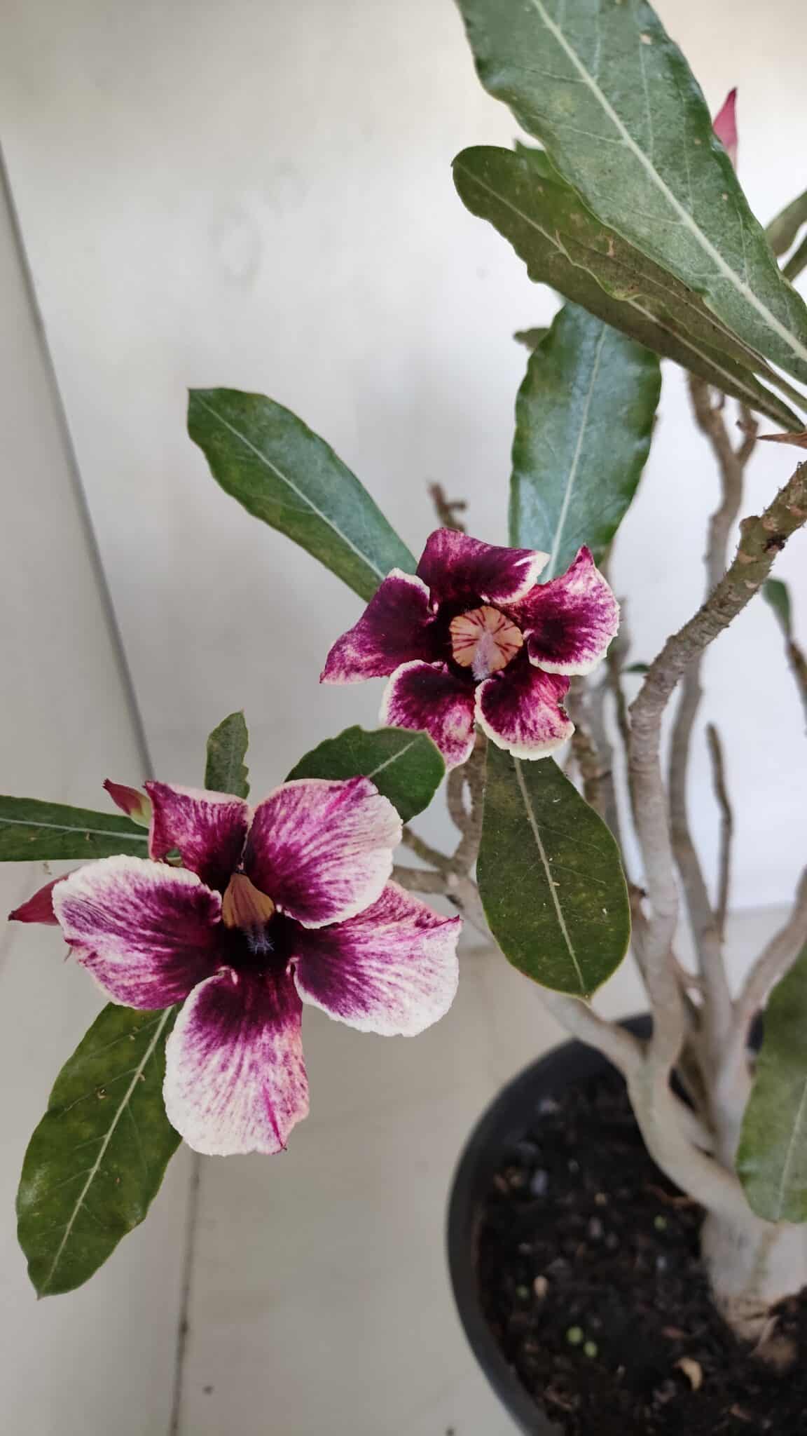 Planta Simples 3053 – 35cm – 03 anos