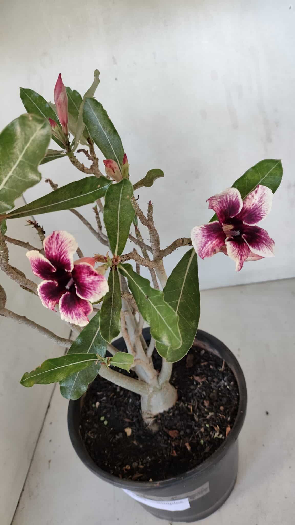 Planta Simples 3053 – 35cm – 03 anos