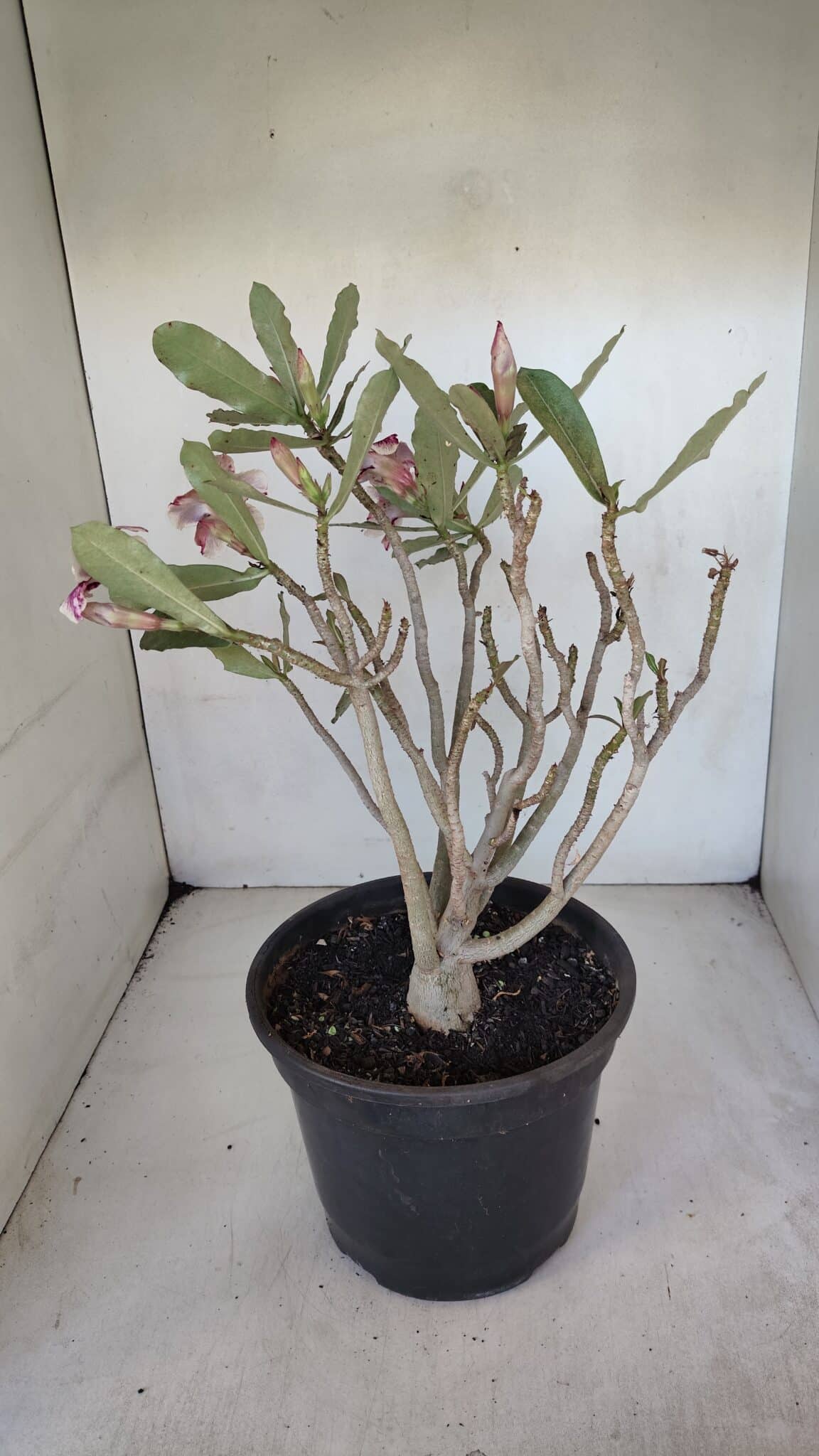 Planta Simples 3053 – 35cm – 03 anos