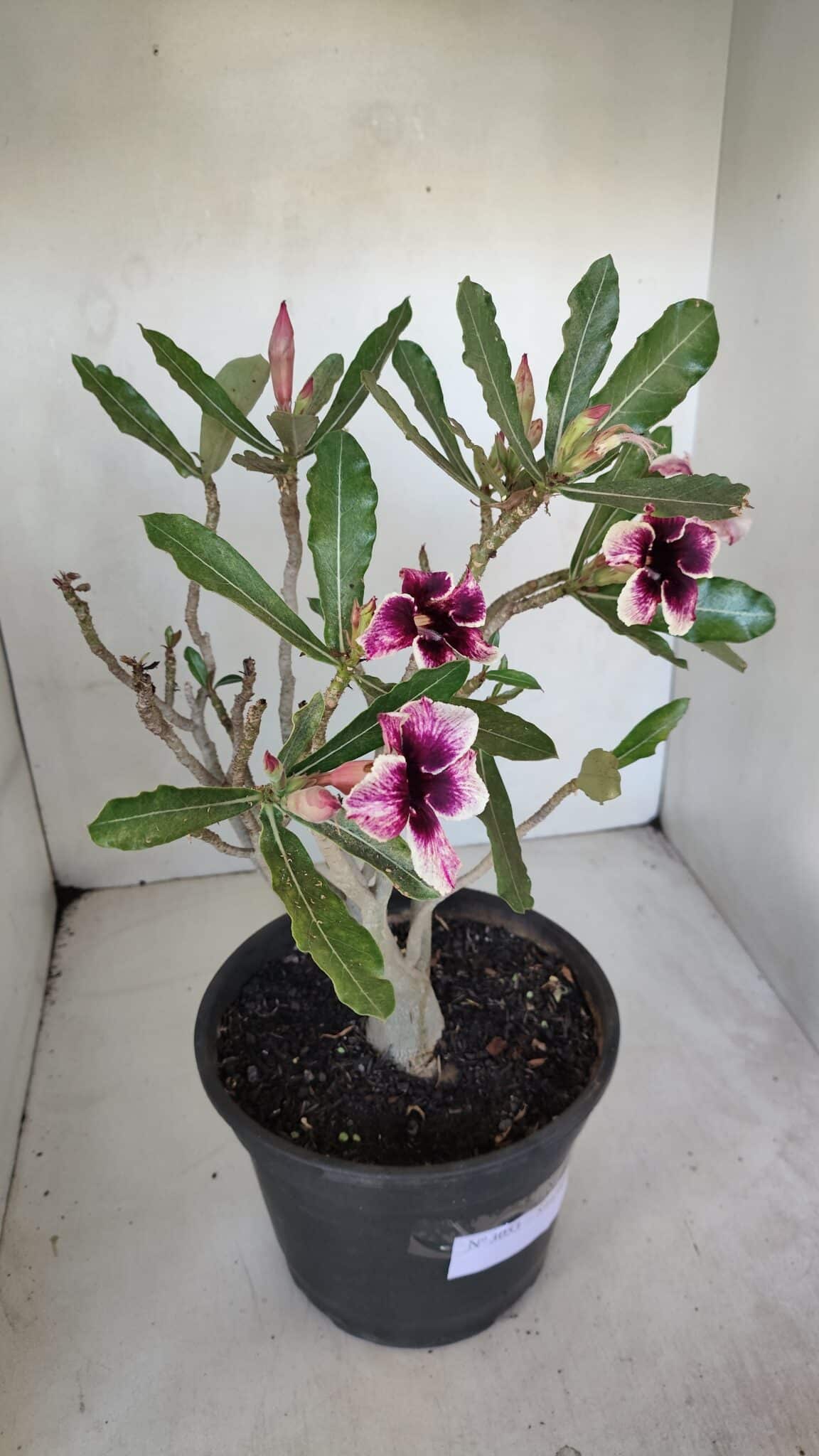 Planta Simples 3053 – 35cm – 03 anos