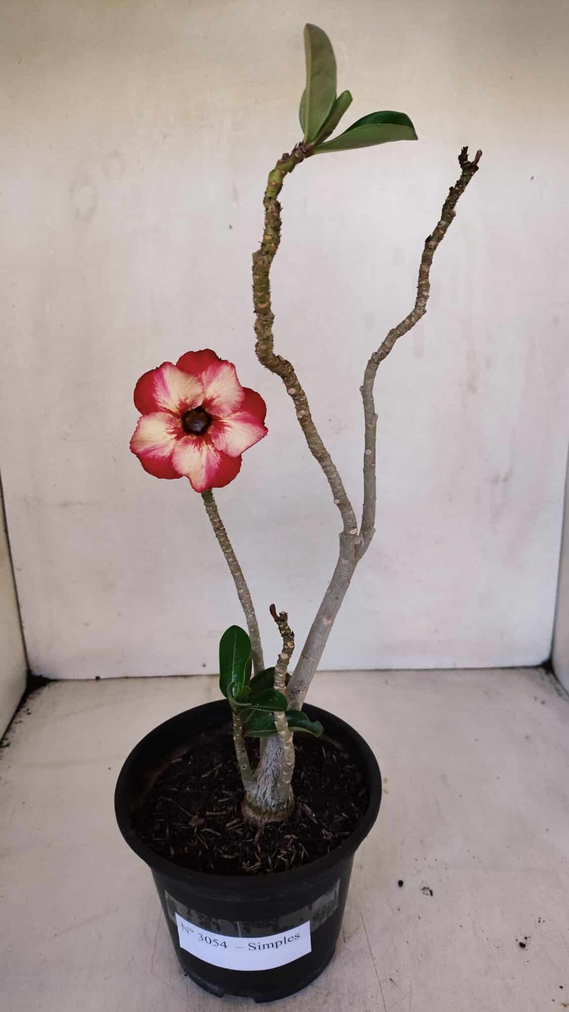 Planta Simples 3054 – 30cm – 02 anos