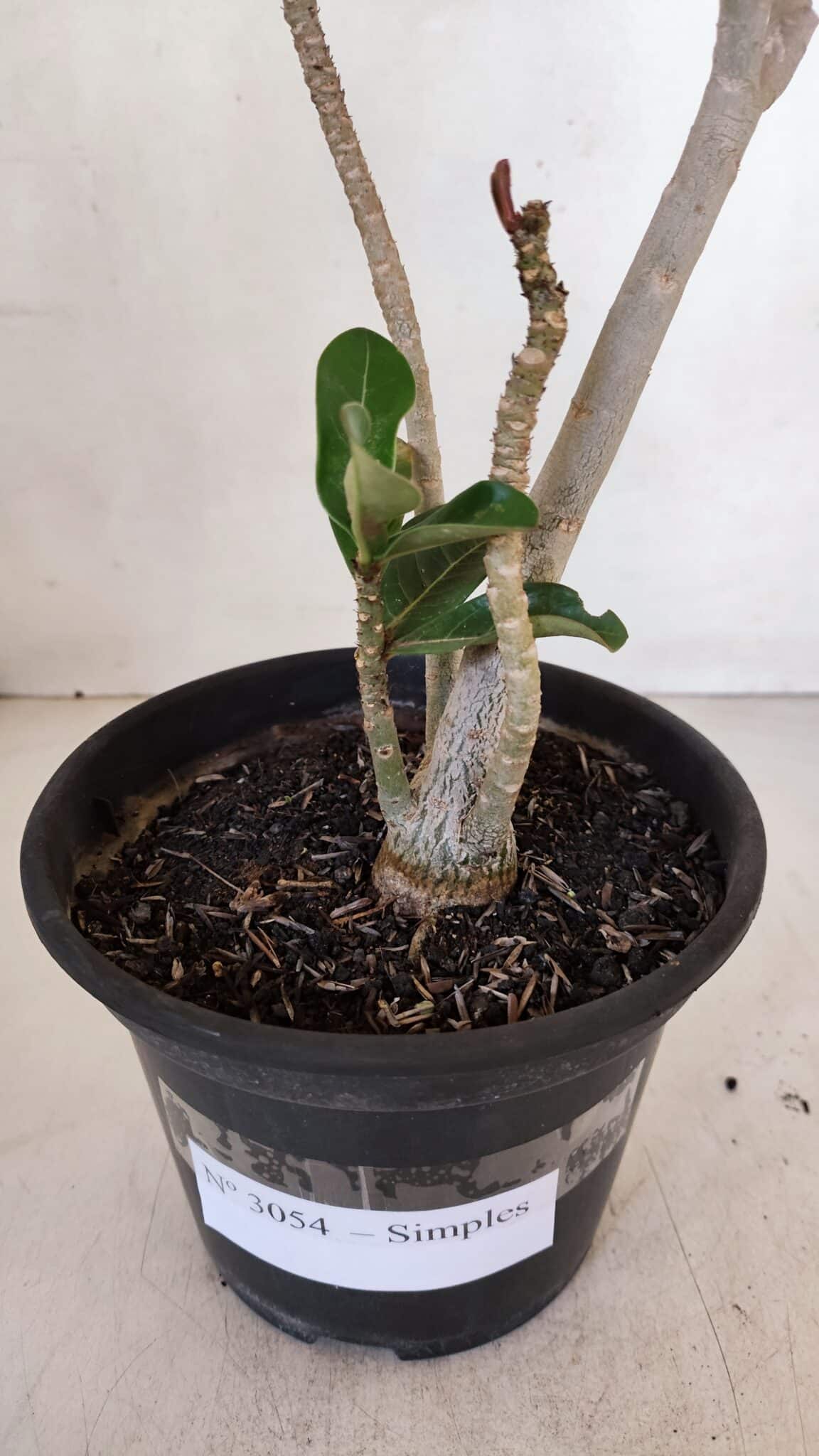 Planta Simples 3054 – 30cm – 02 anos