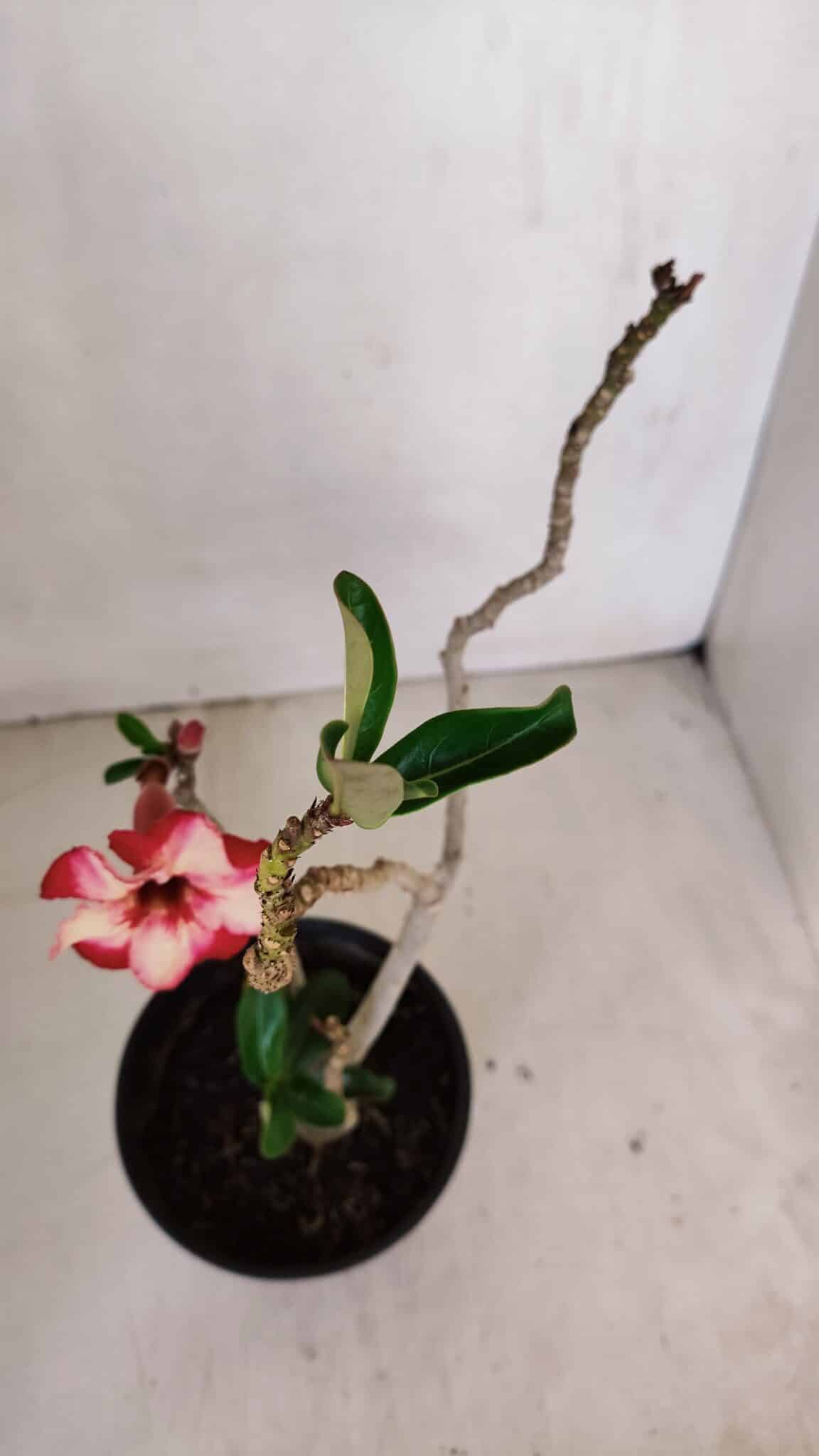 Planta Simples 3054 – 30cm – 02 anos