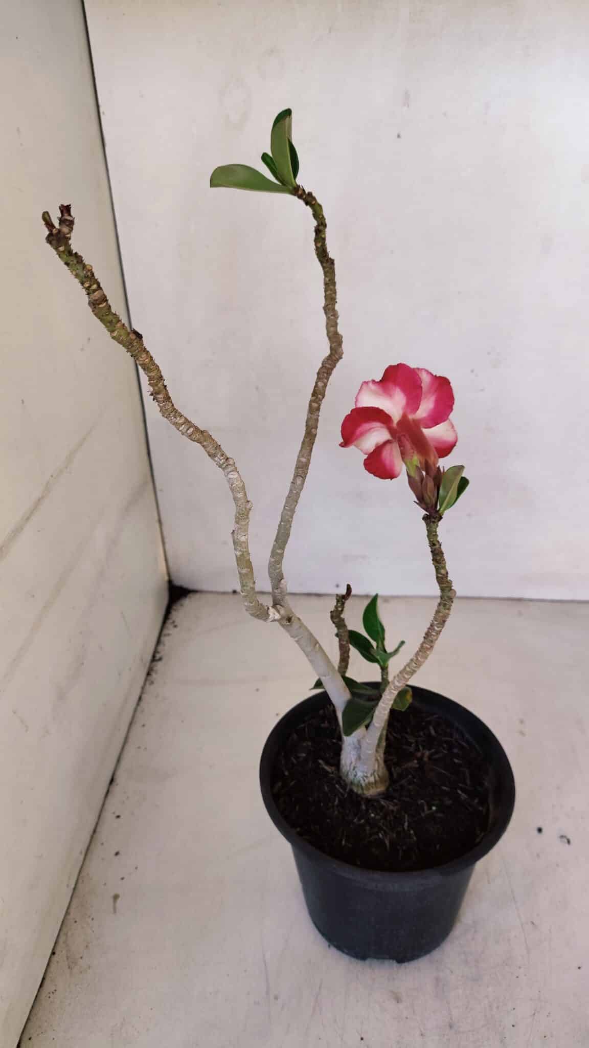 Planta Simples 3054 – 30cm – 02 anos