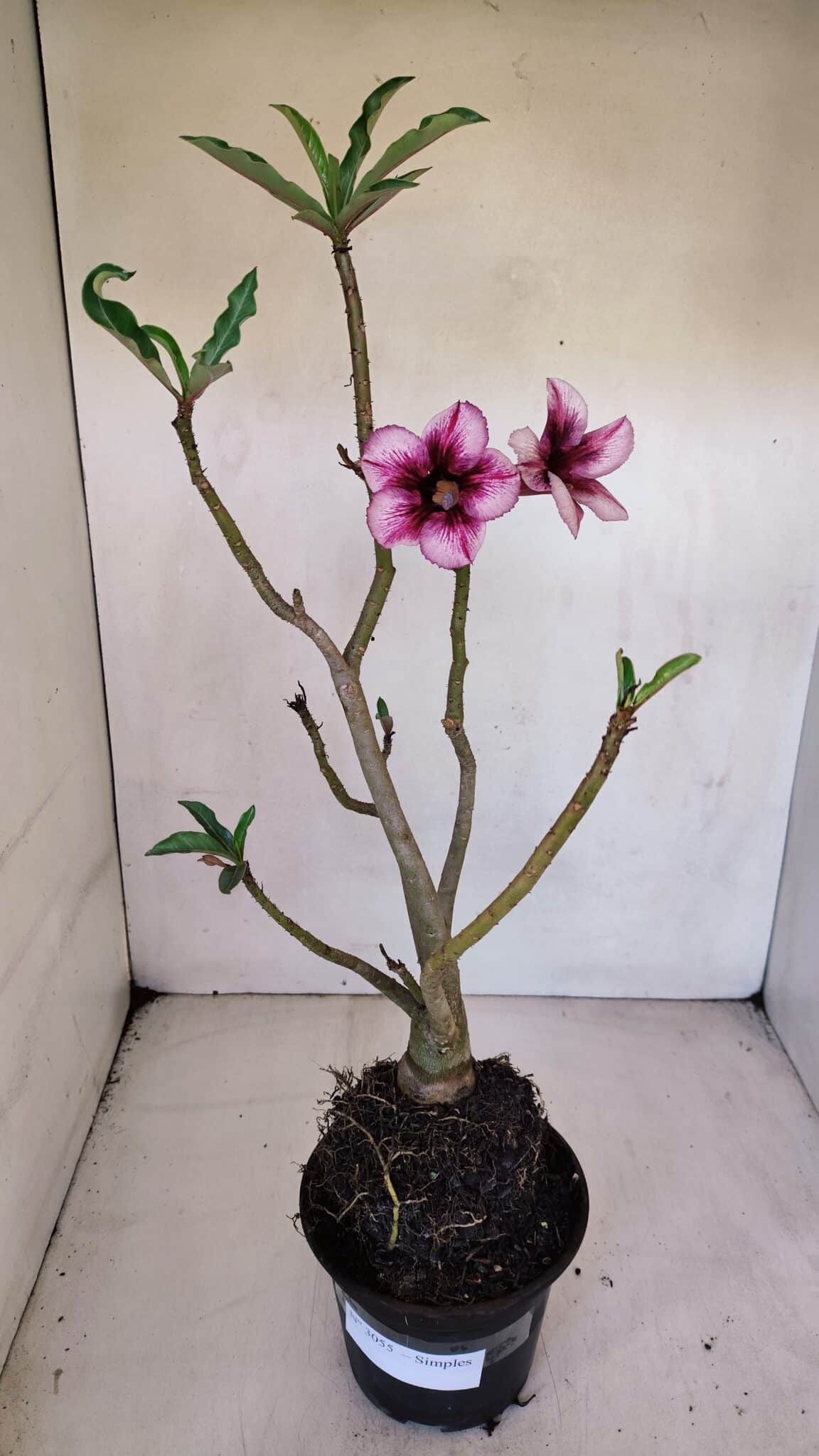 Planta Simples 3055 – 35cm – 03 anos