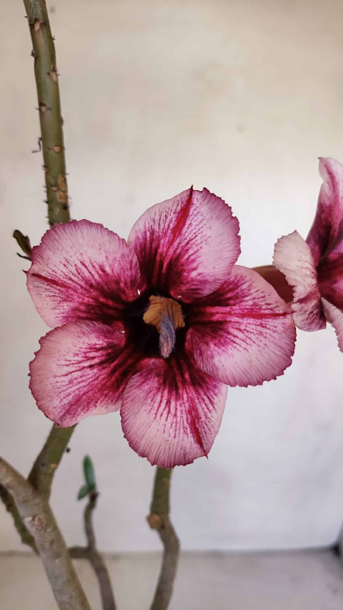 Planta Simples 3055 – 35cm – 03 anos