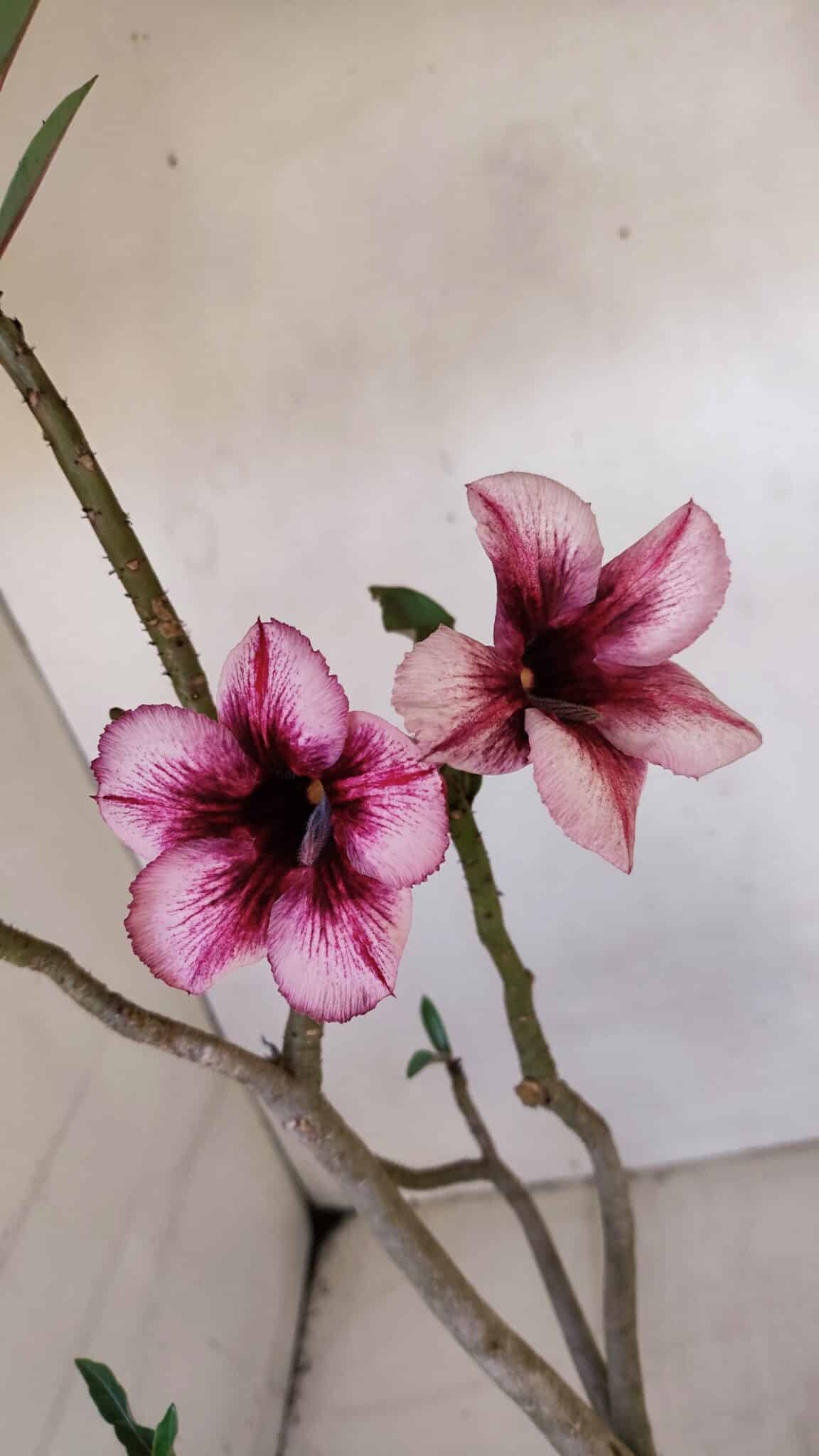 Planta Simples 3055 – 35cm – 03 anos
