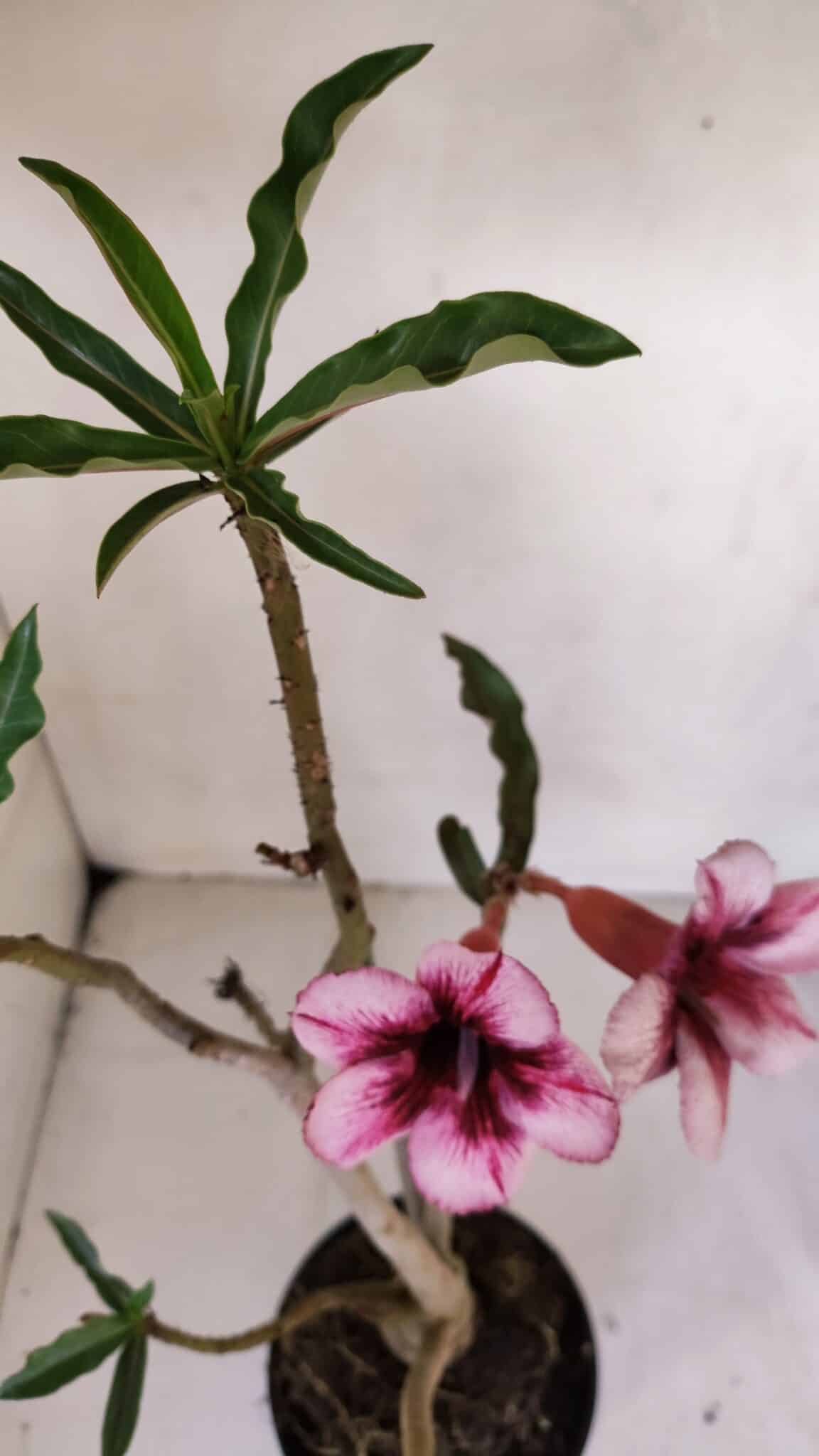 Planta Simples 3055 – 35cm – 03 anos