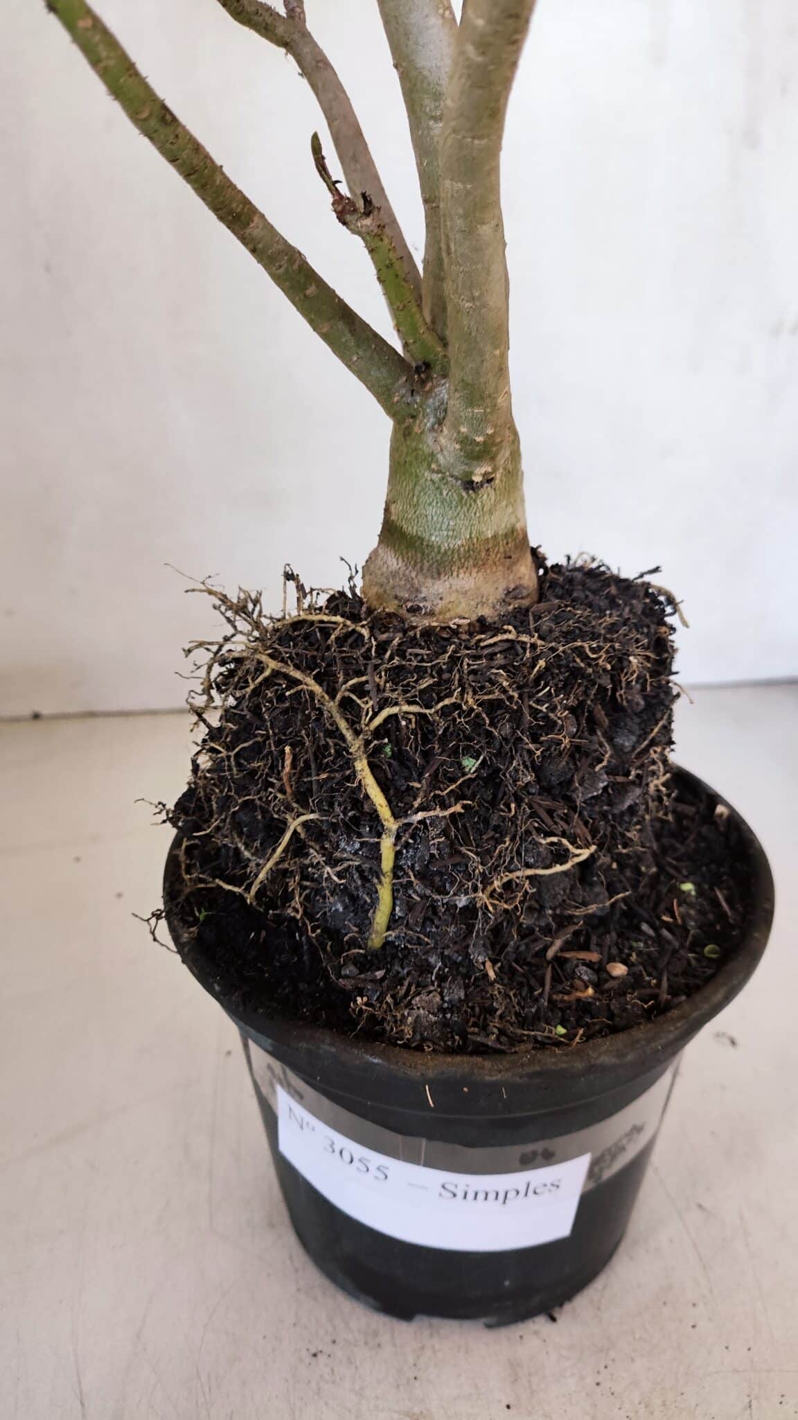 Planta Simples 3055 – 35cm – 03 anos