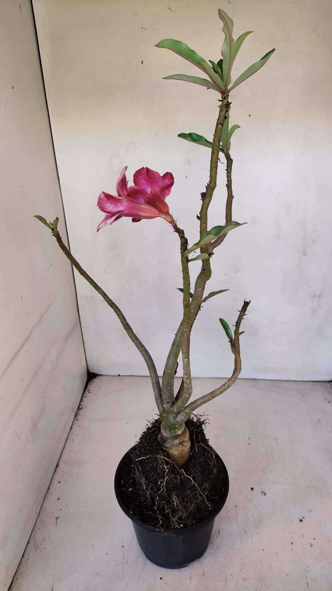 Planta Simples 3055 – 35cm – 03 anos