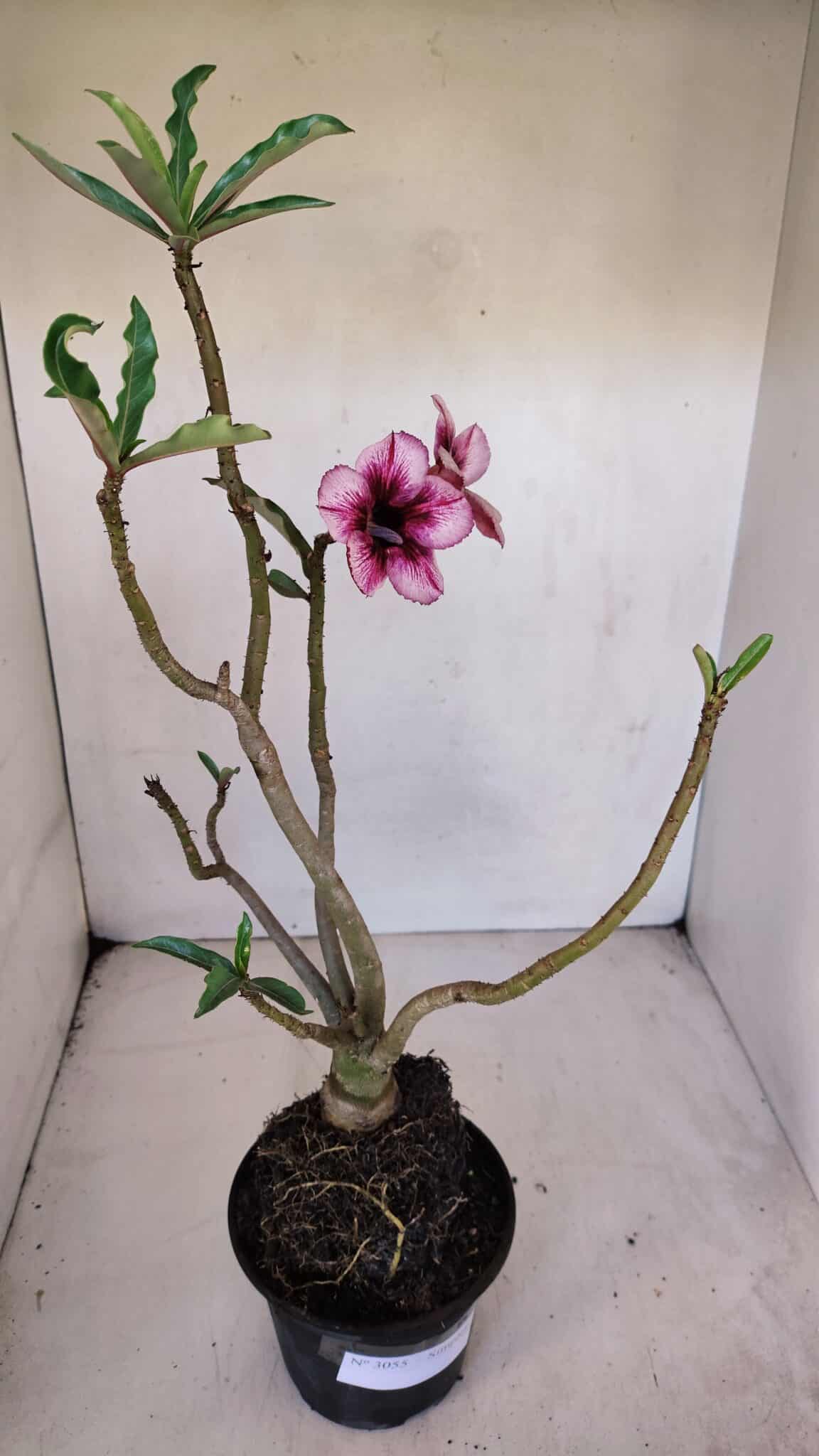 Planta Simples 3055 – 35cm – 03 anos