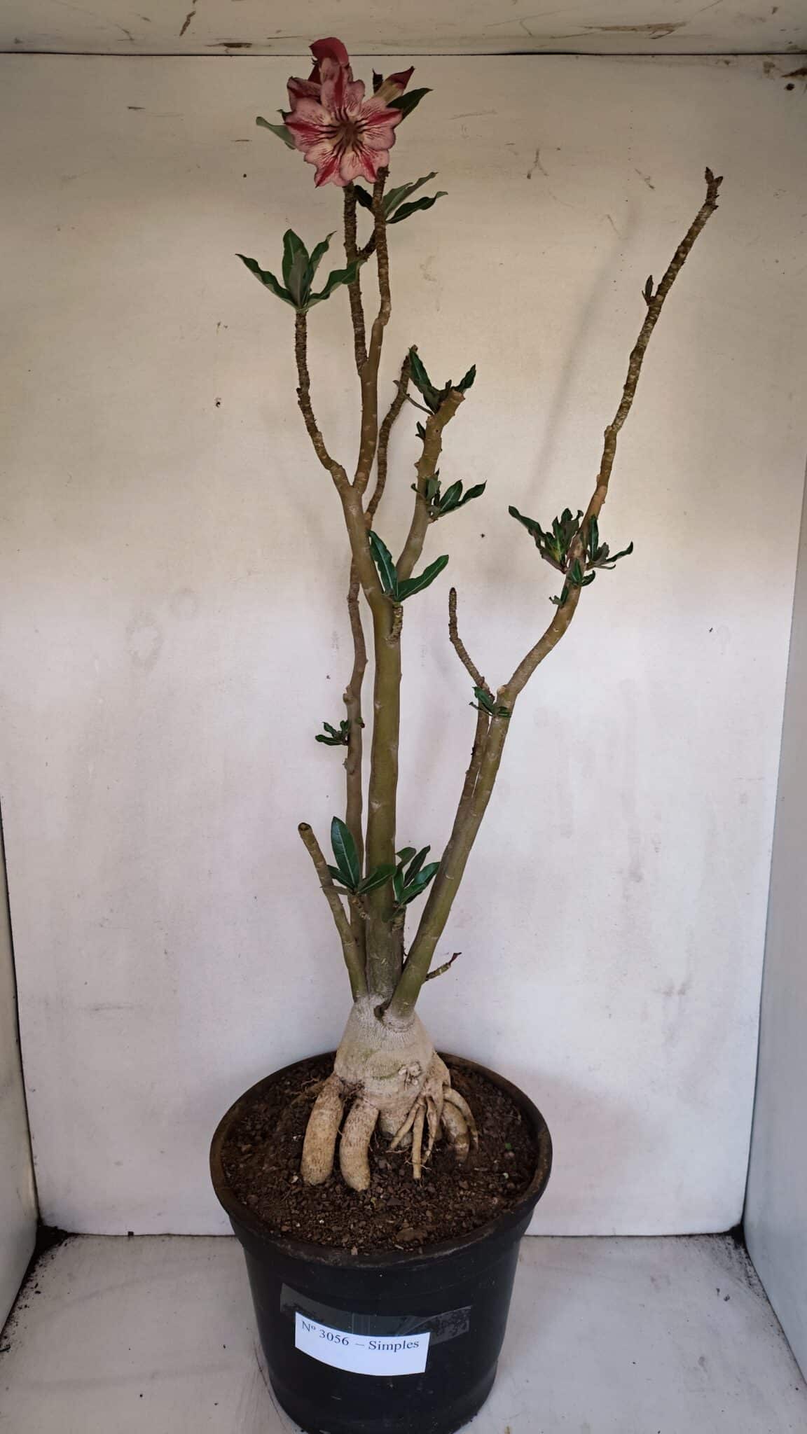 Planta Simples 3056 – 55cm – 04 anos