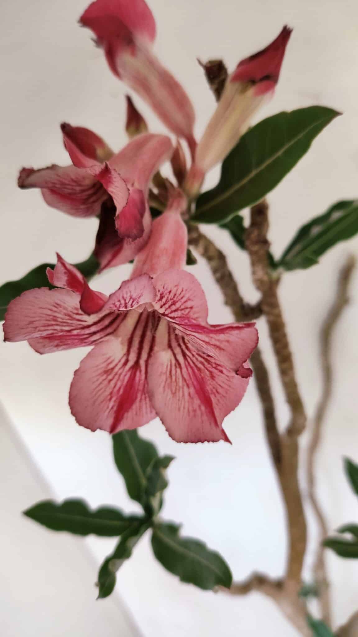 Planta Simples 3056 – 55cm – 04 anos