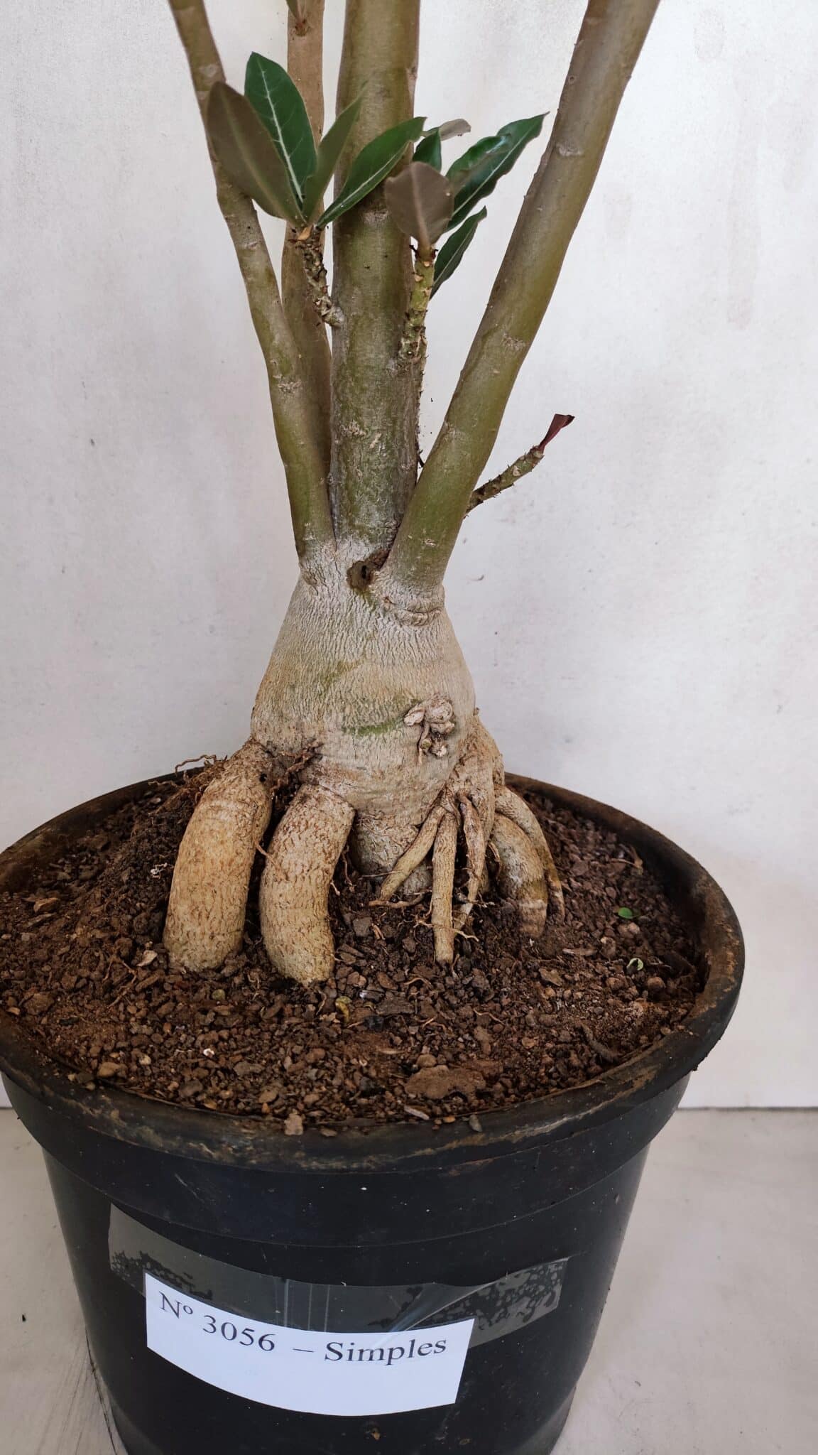 Planta Simples 3056 – 55cm – 04 anos