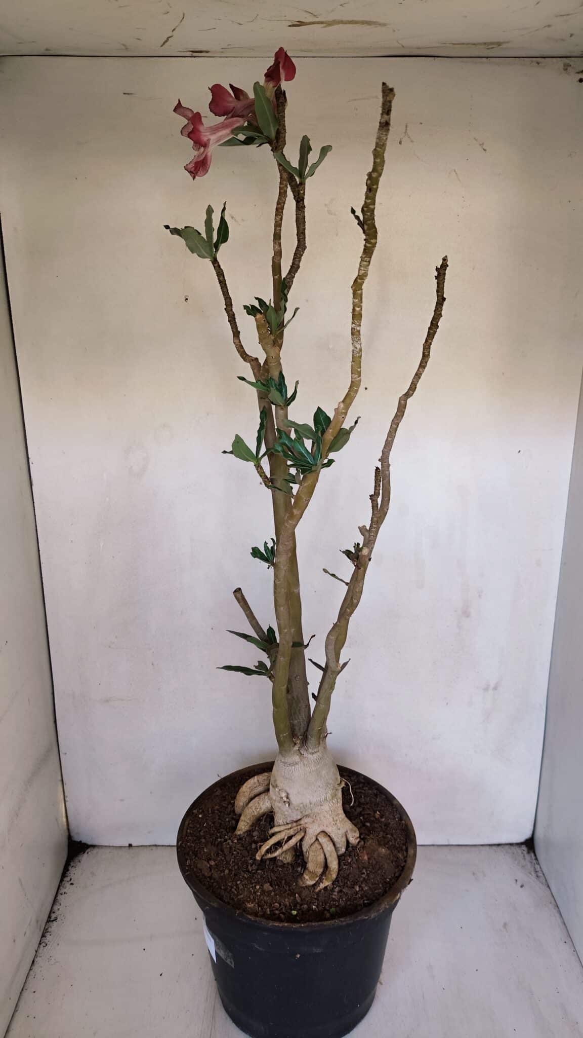 Planta Simples 3056 – 55cm – 04 anos