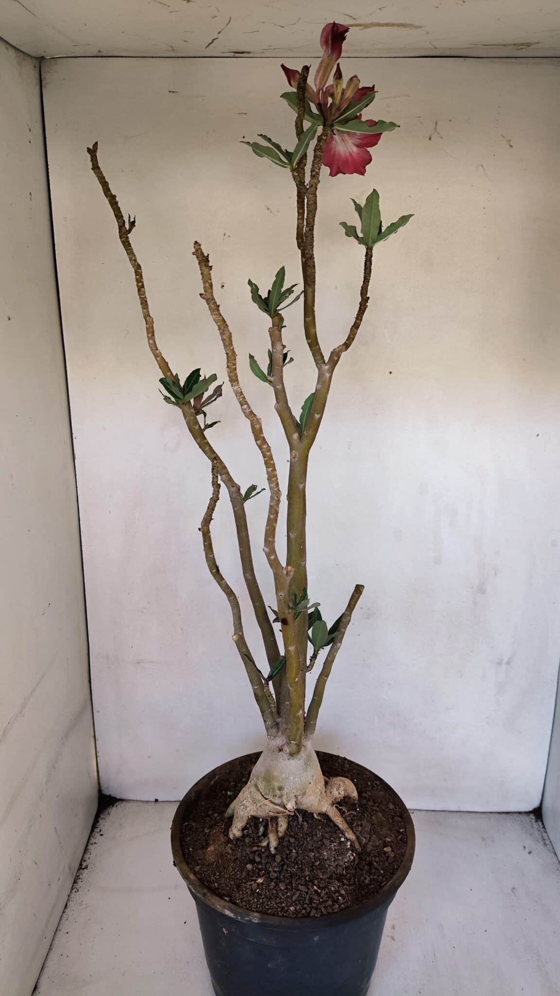 Planta Simples 3056 – 55cm – 04 anos