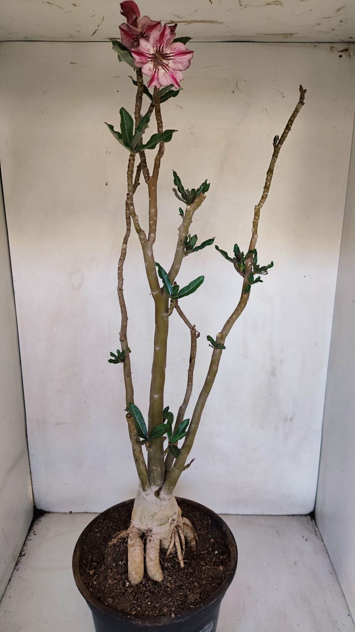 Planta Simples 3056 – 55cm – 04 anos