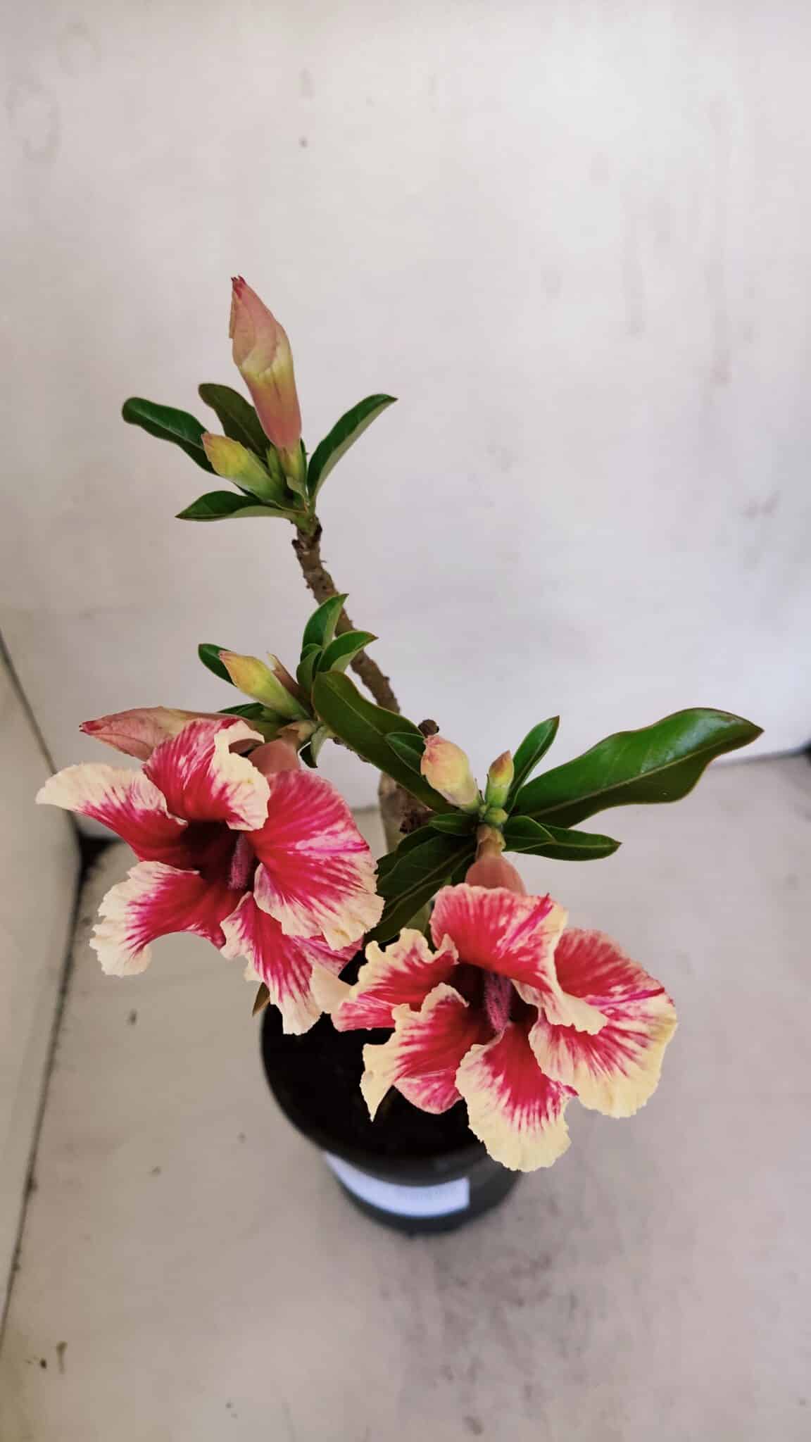 Planta Simples 3057 – 30cm – 02 anos