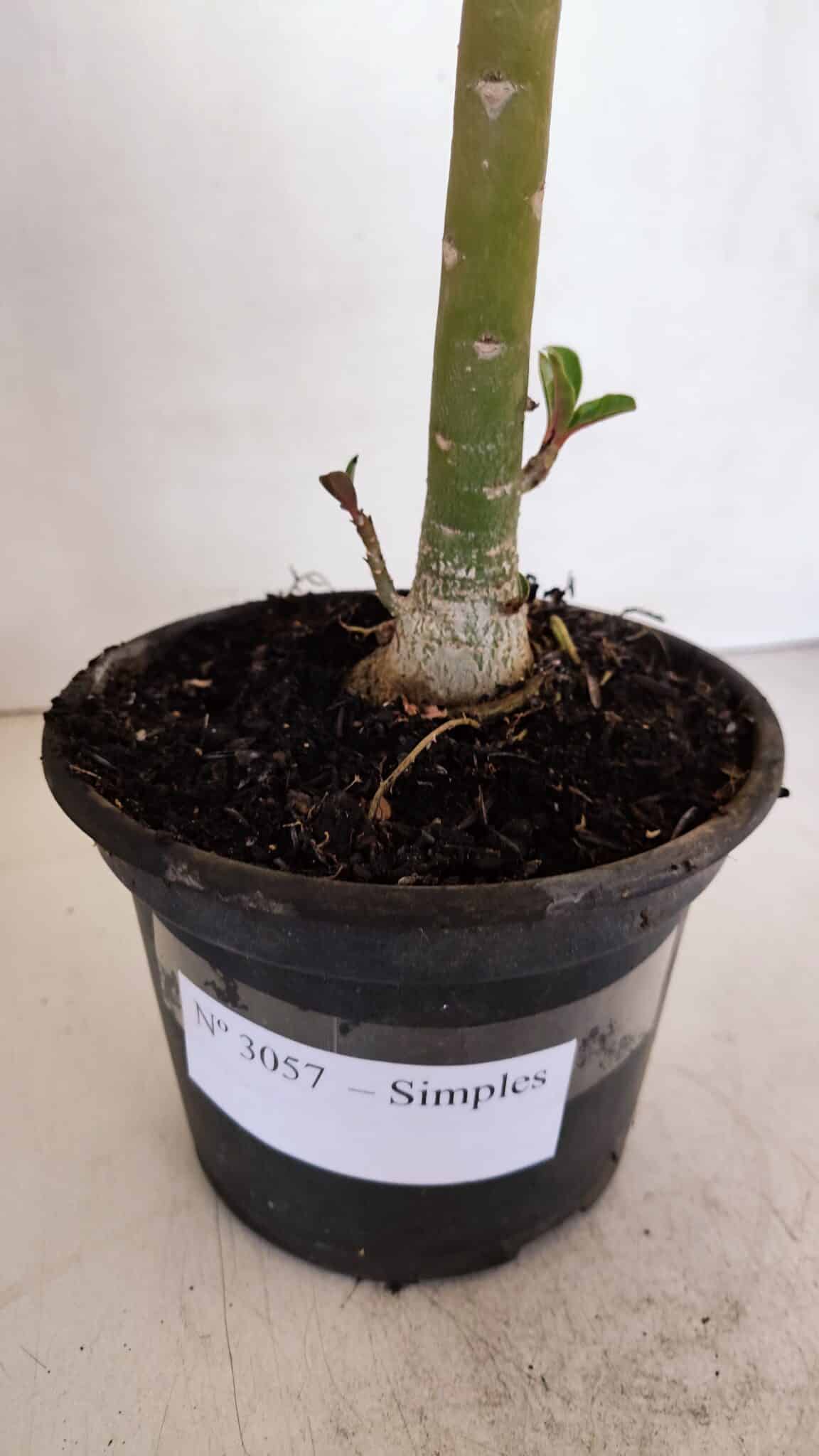 Planta Simples 3057 – 30cm – 02 anos